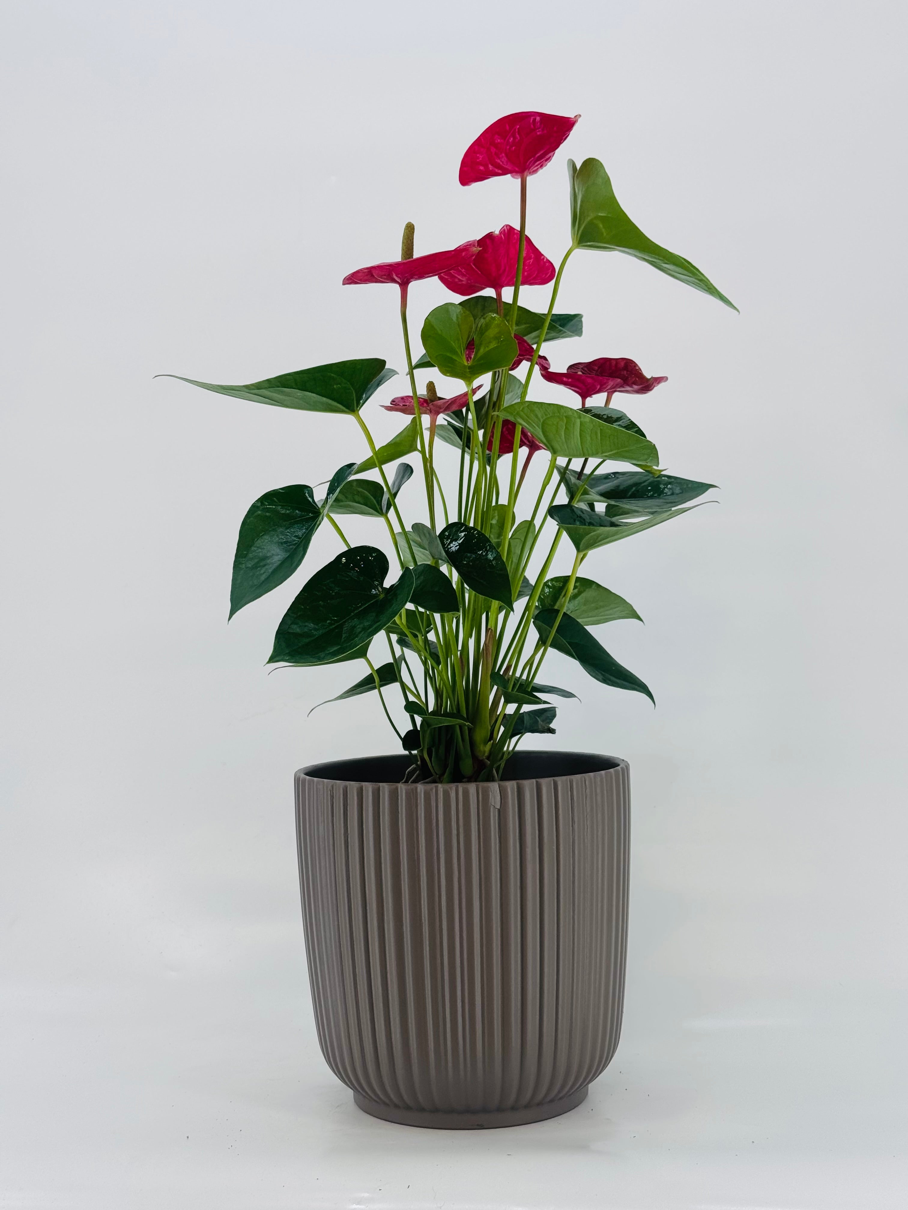 ANTHURIUM MIX M21
