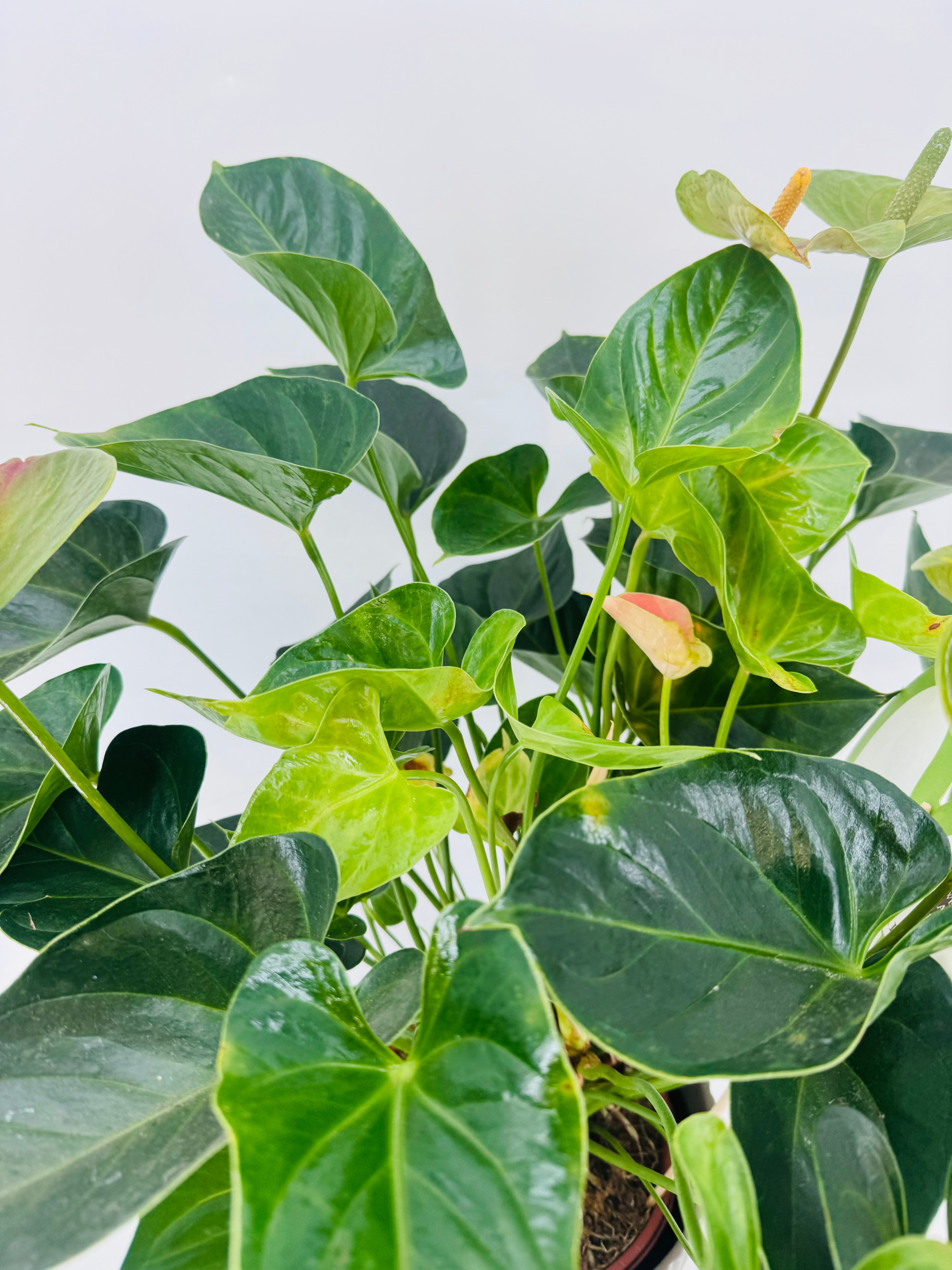 ANTHURIUM MIX MEZCLADO M21