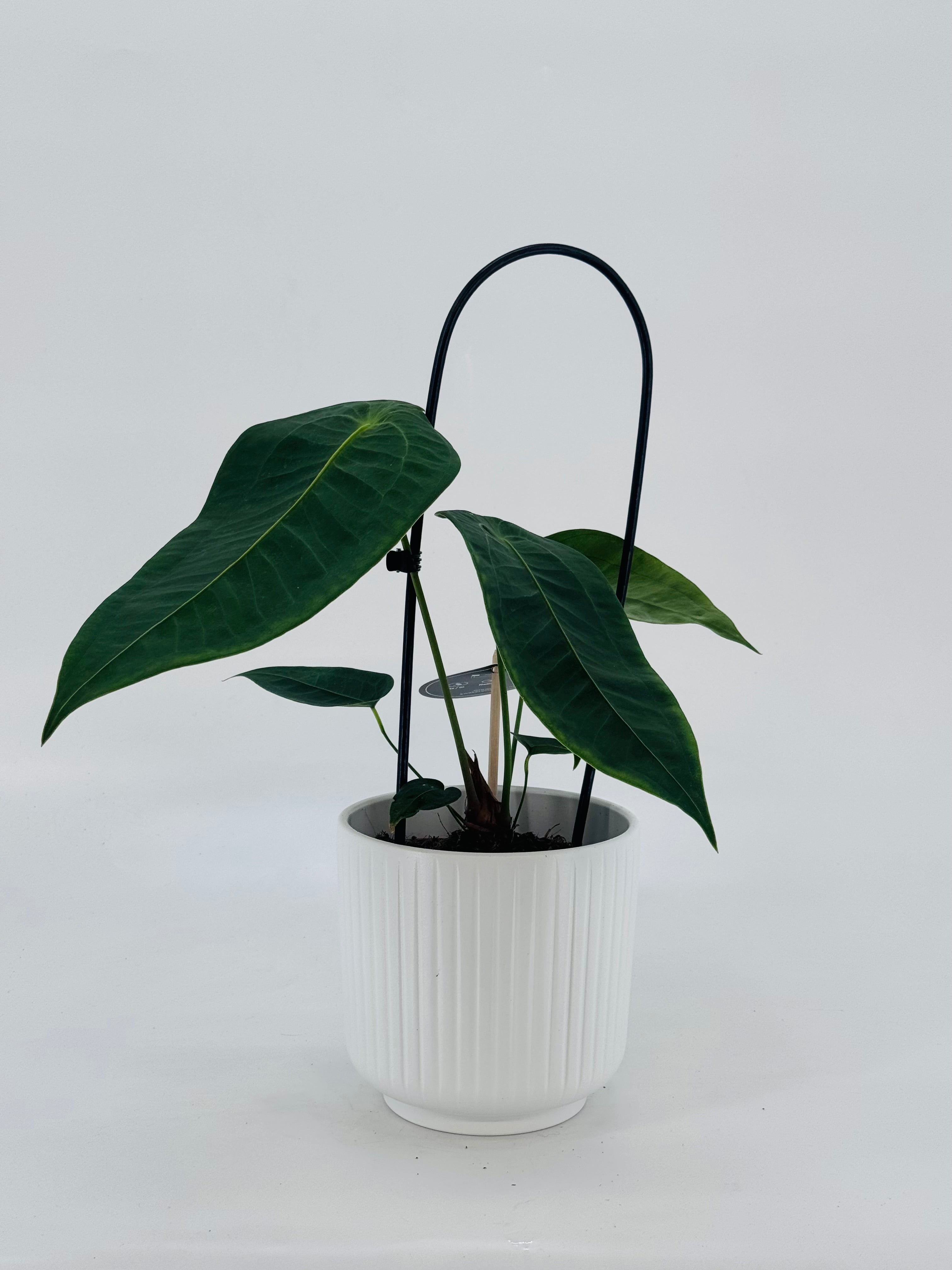 ANTHURIUM PELTIGERUM M12