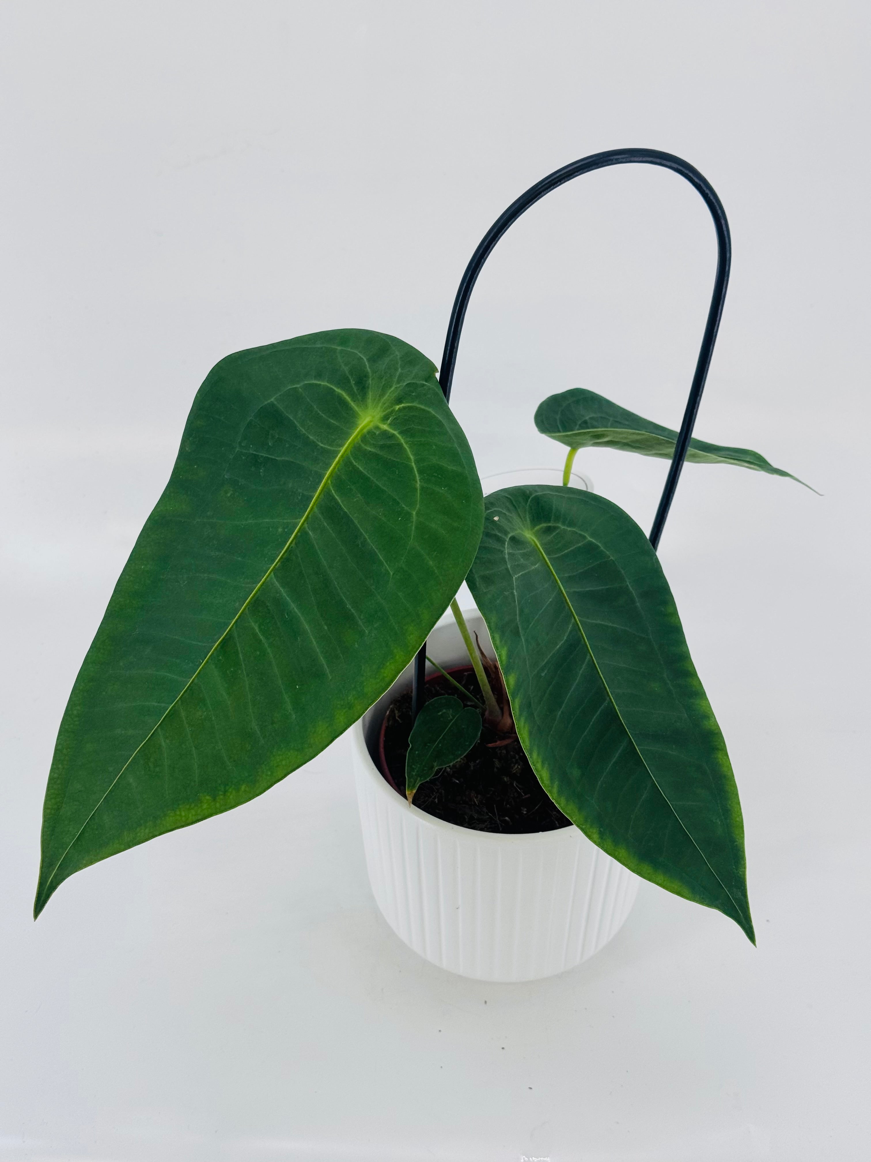 ANTHURIUM PELTIGERUM M12