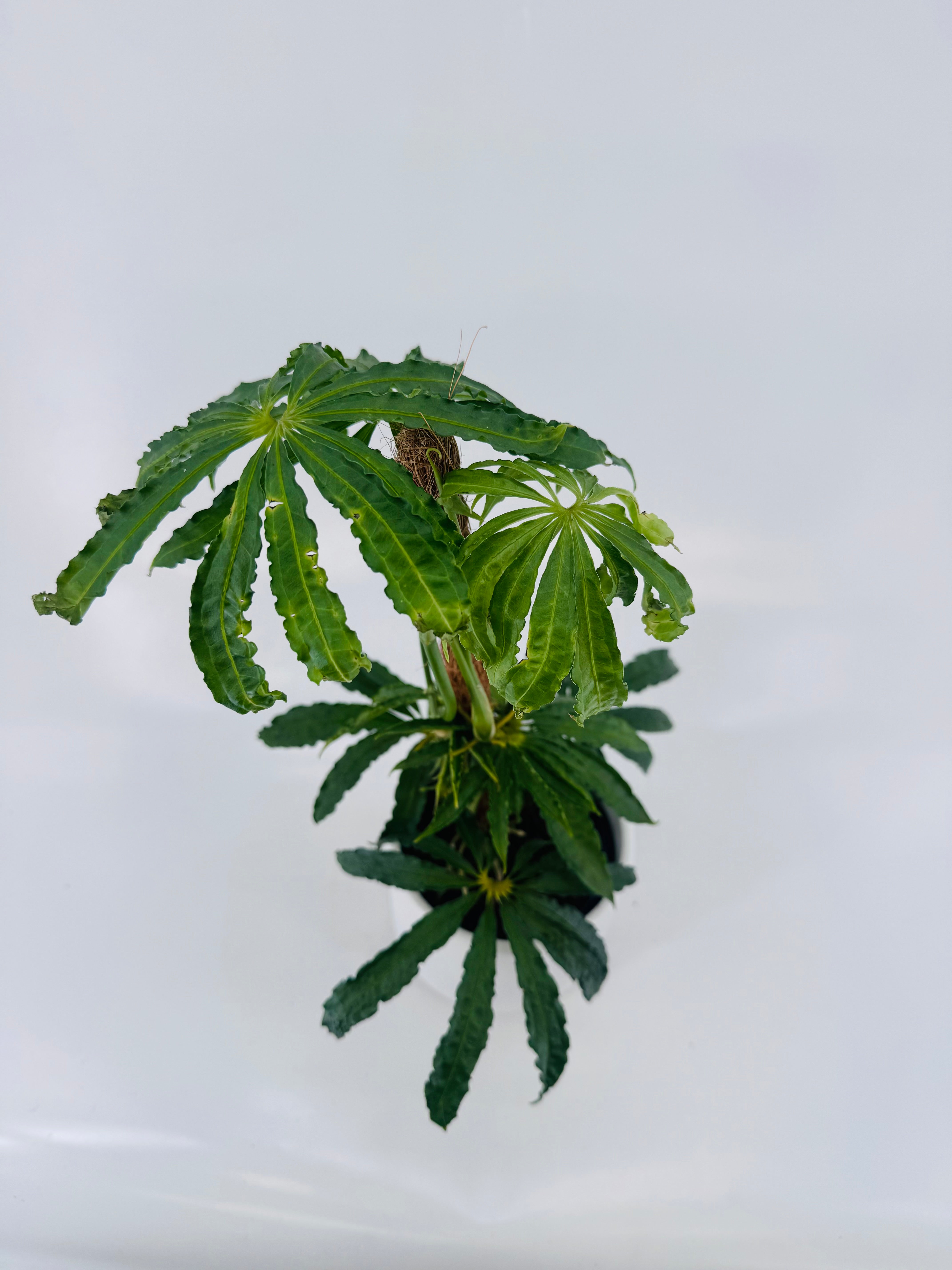 ANTHURIUM POLYSCHISTUM M12