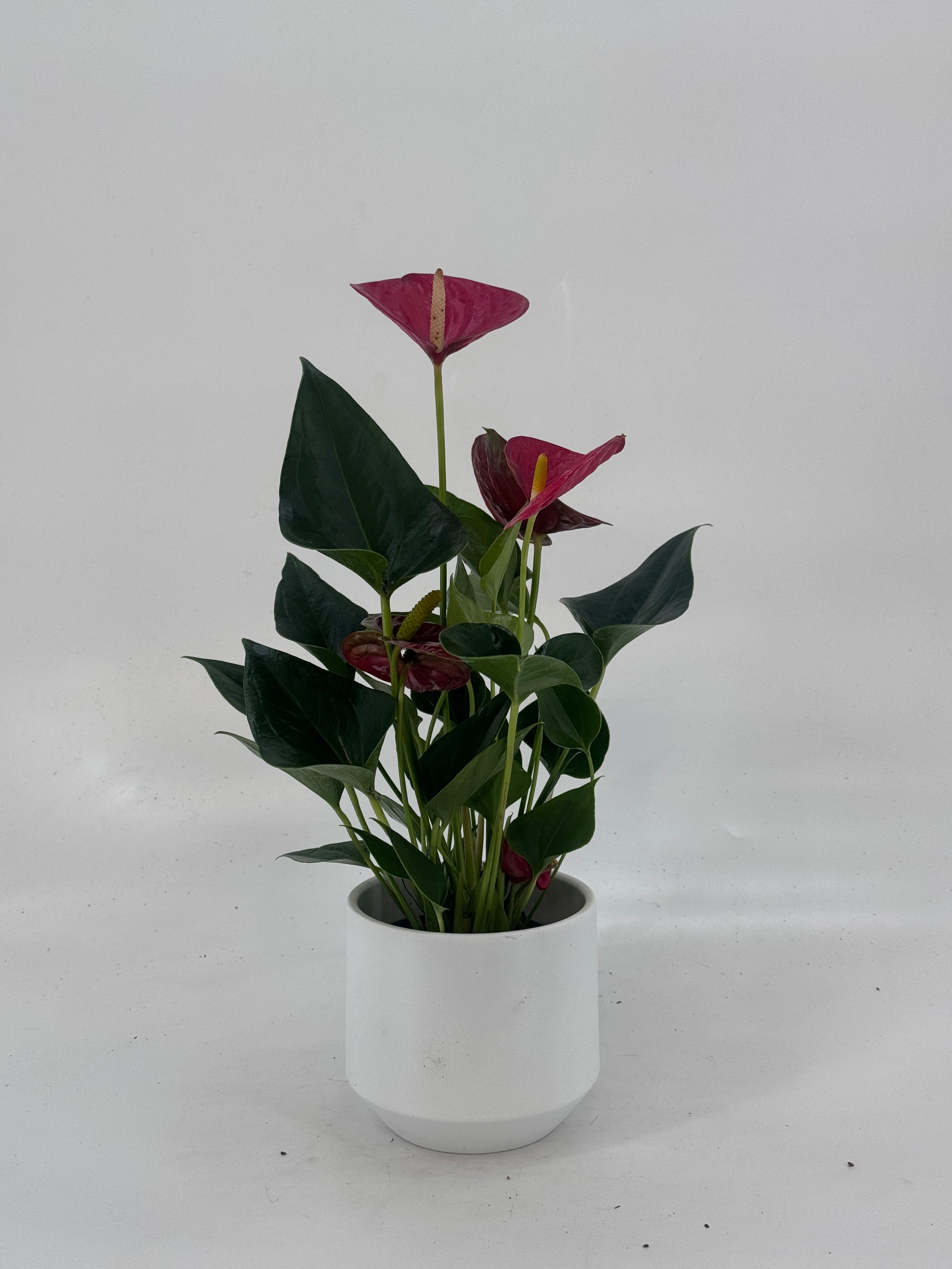 ANTHURIUM ROJO M9
