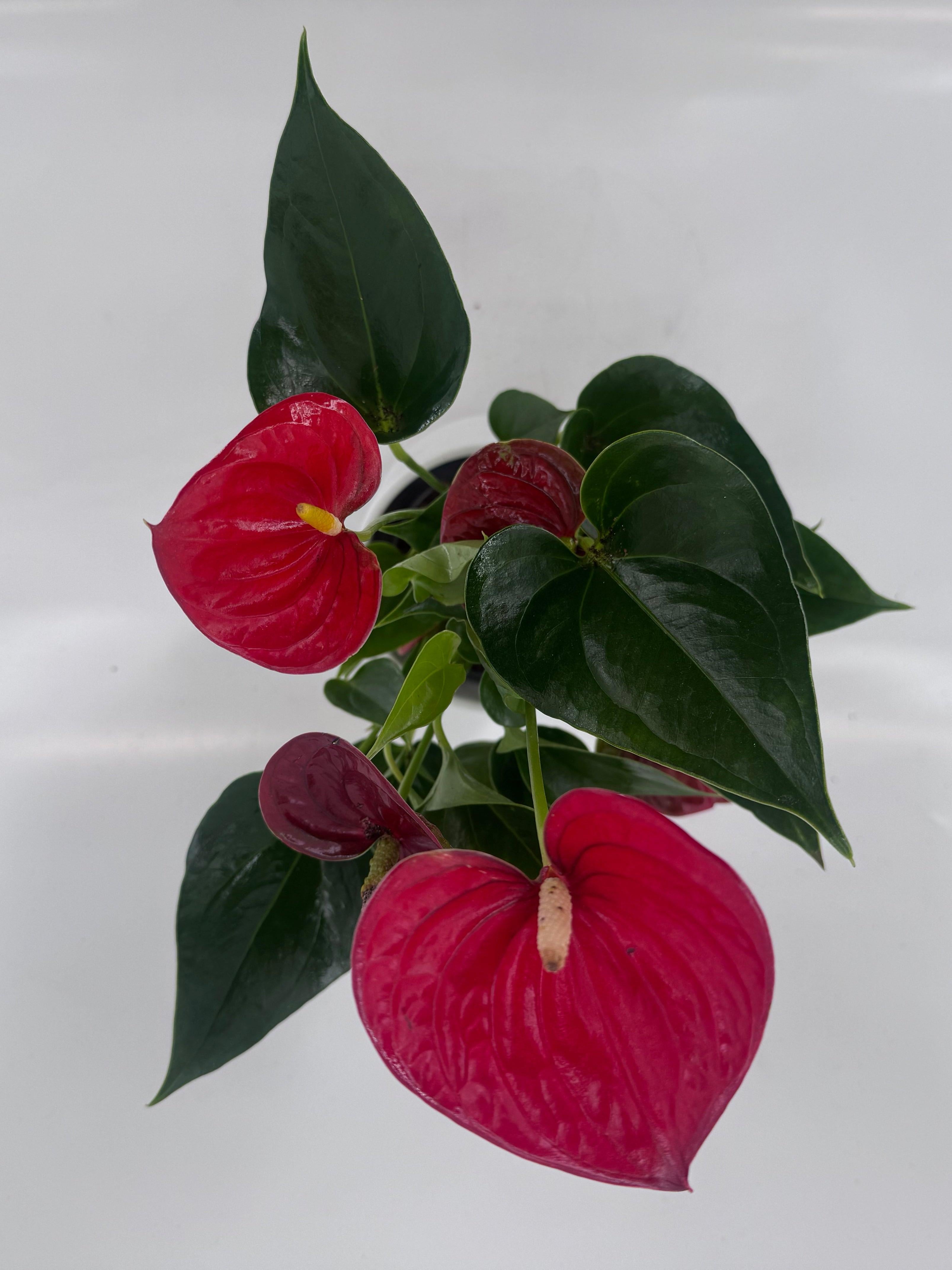 ANTHURIUM ROJO M9