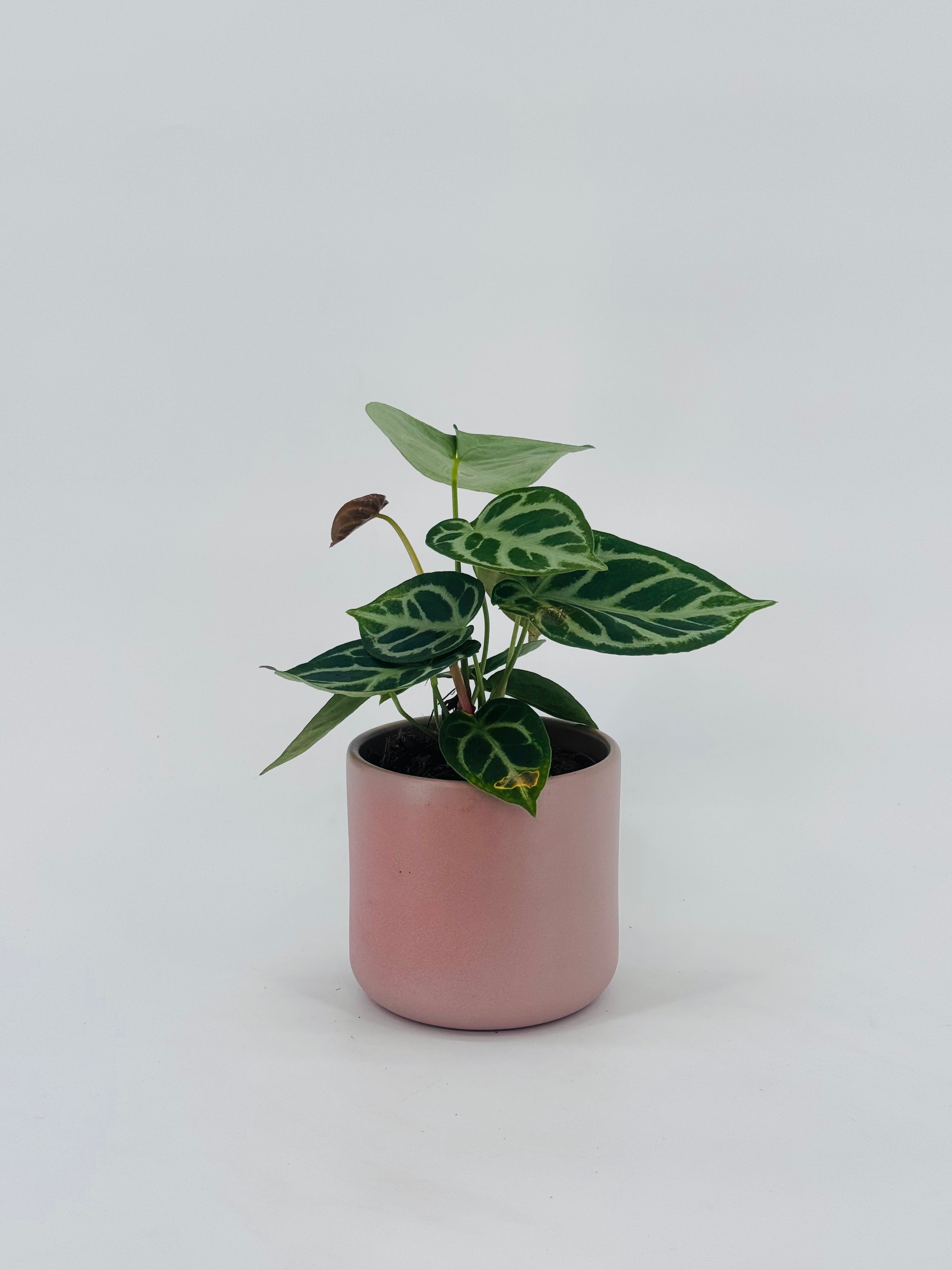ANTHURIUM SILVER BLUSH M12