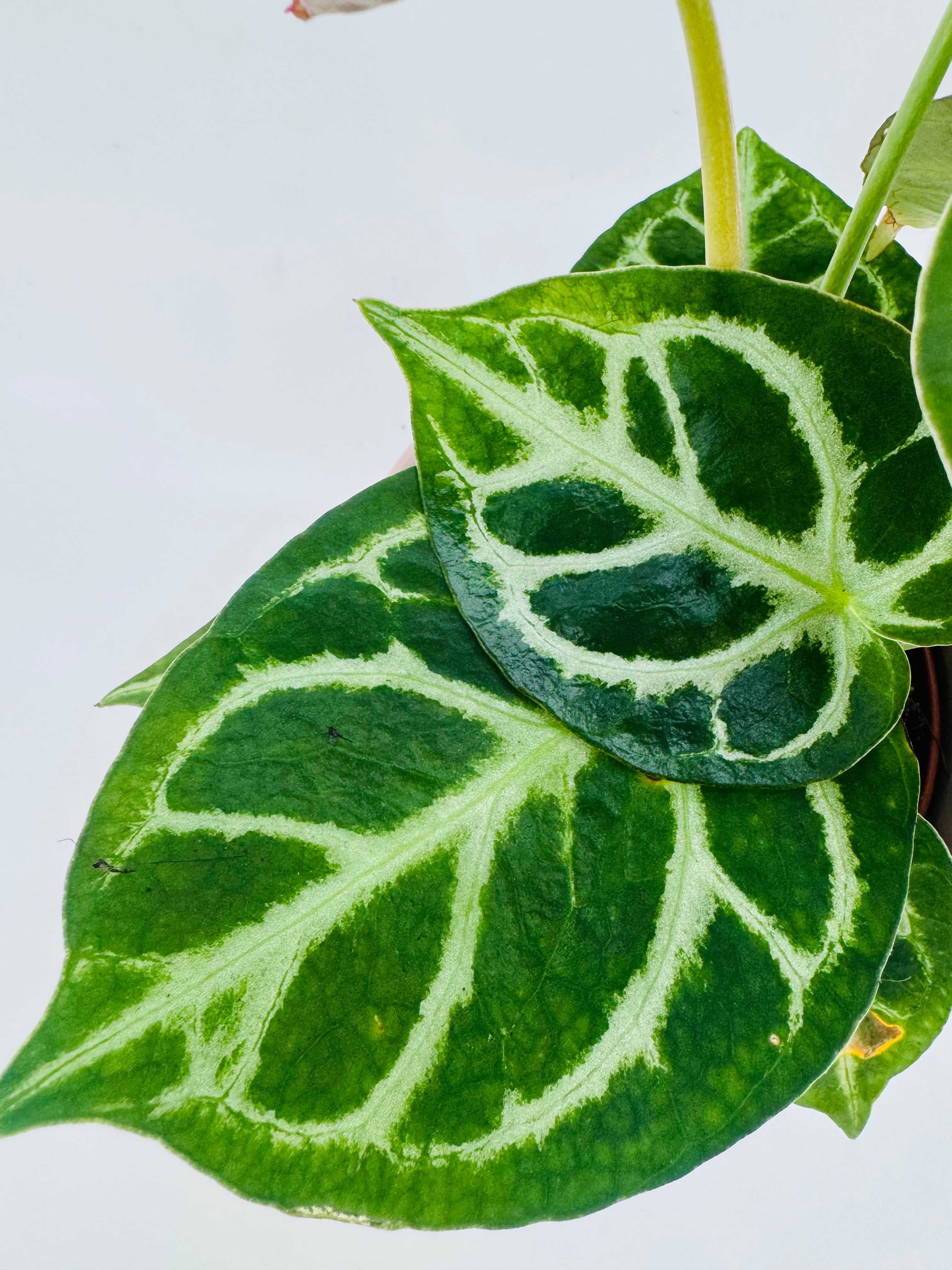 ANTHURIUM SILVER BLUSH M12