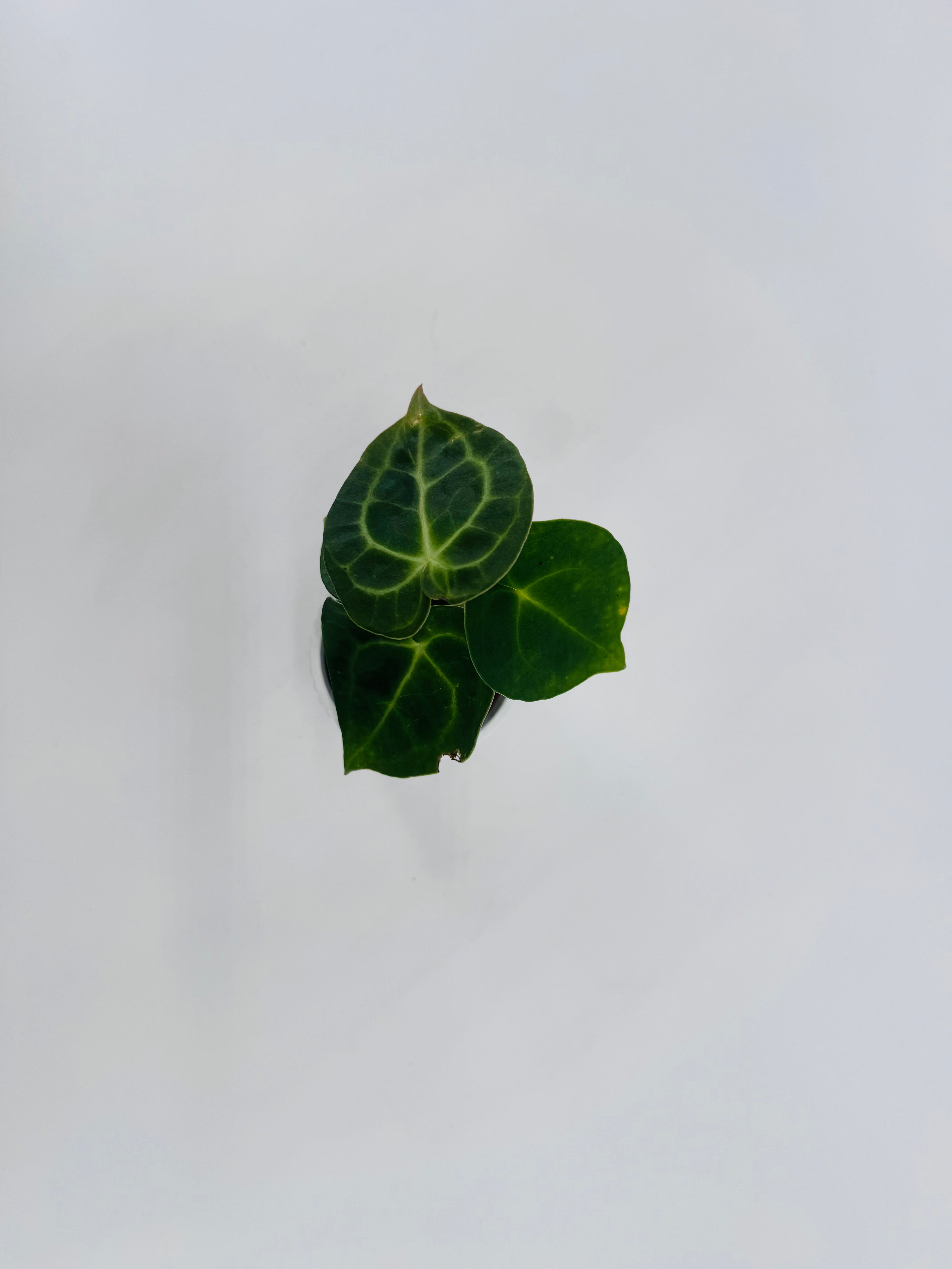 ANTHURIUM SPECIAL M6