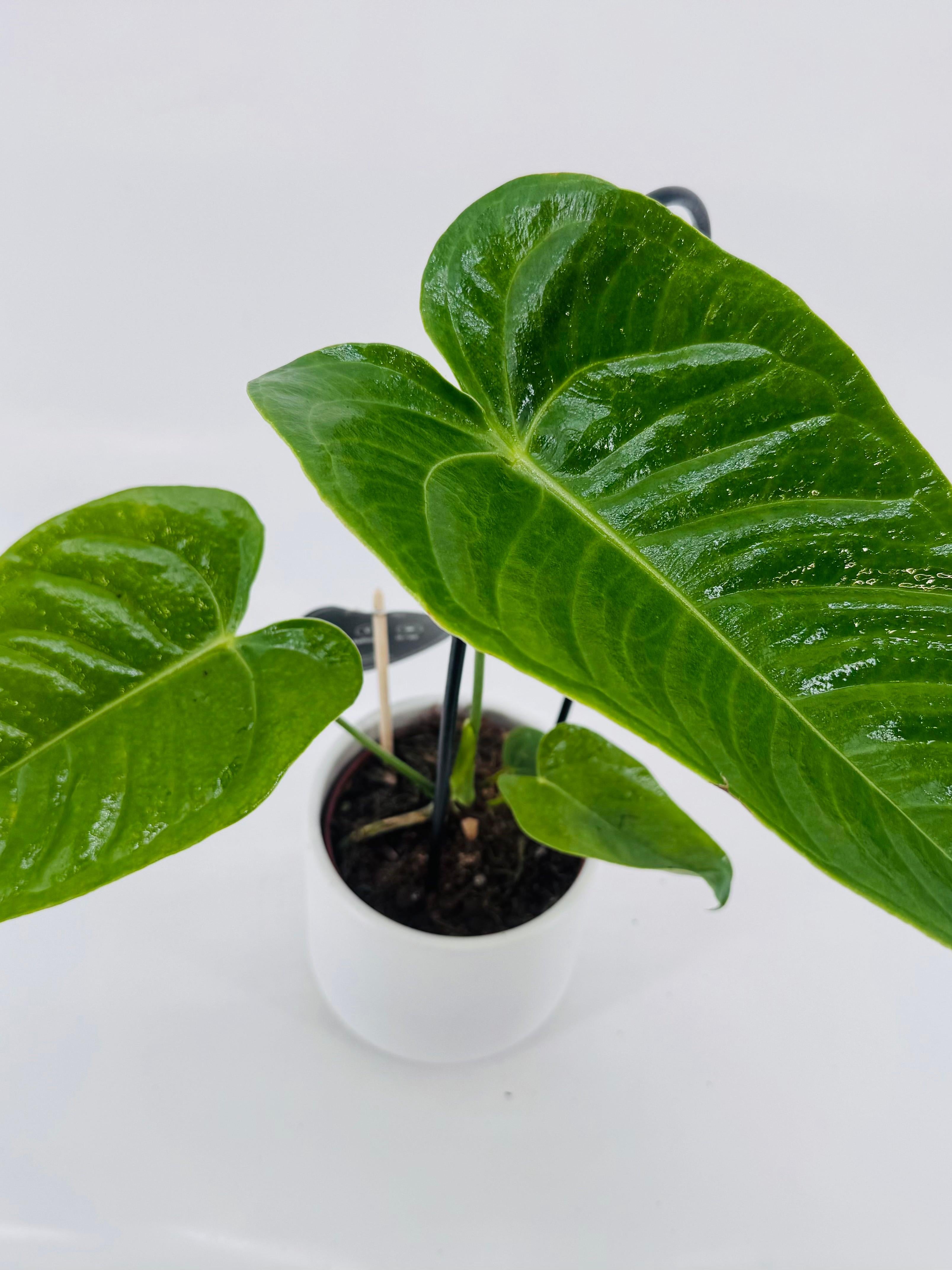 ANTHURIUM VEITCHII M12