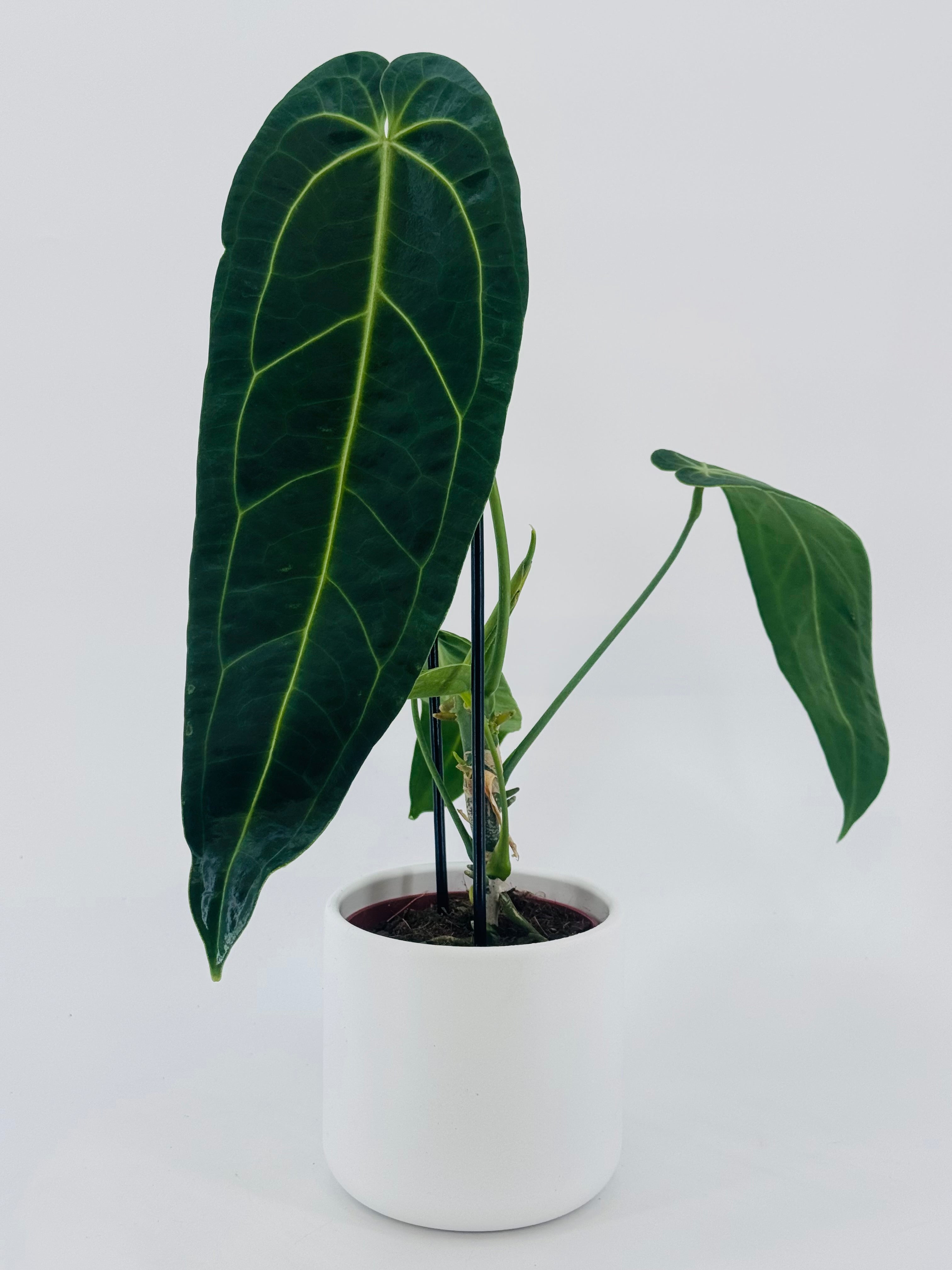 ANTHURIUM WAROCQUEANUM M12