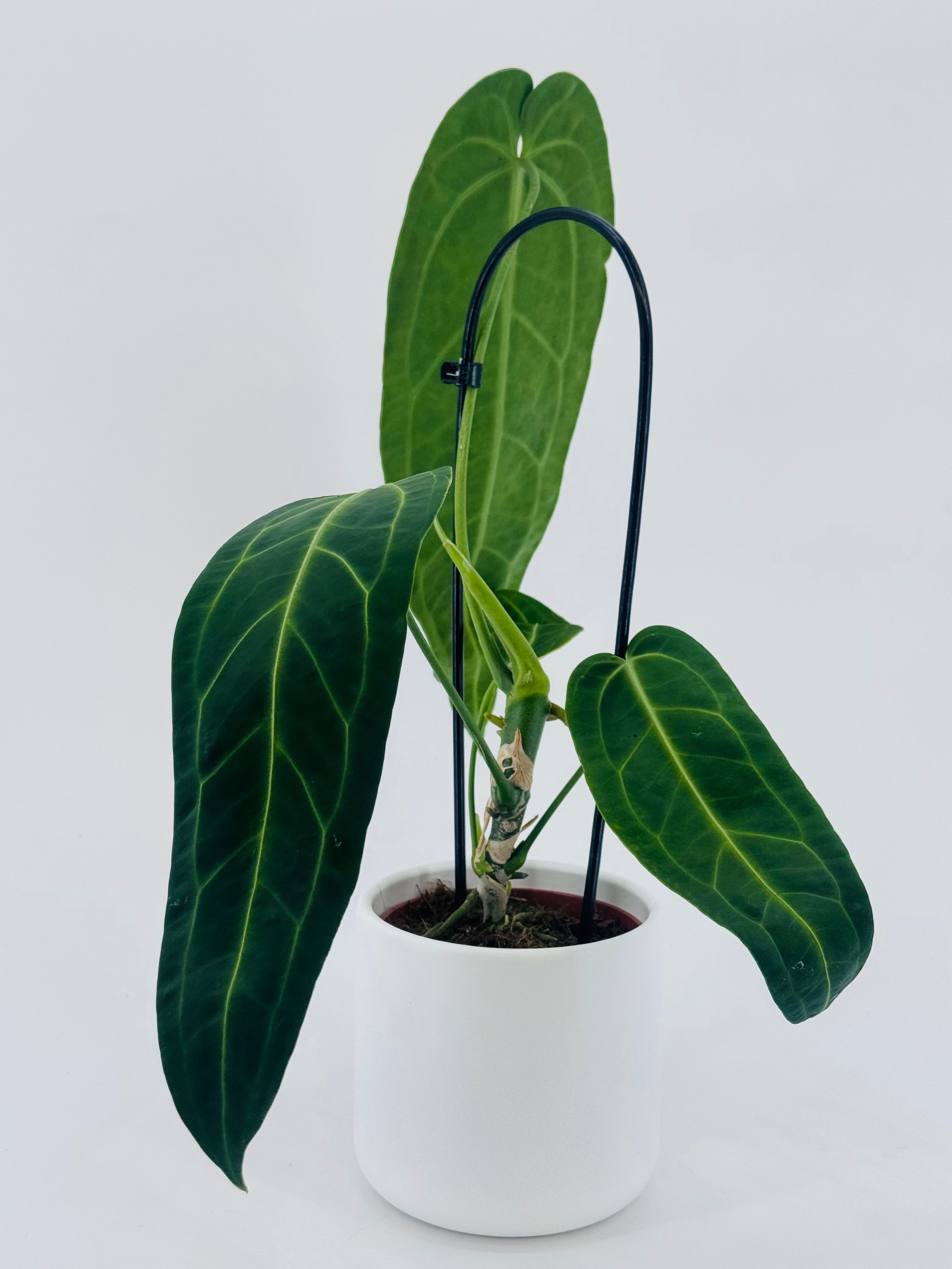 ANTHURIUM WAROCQUEANUM M12