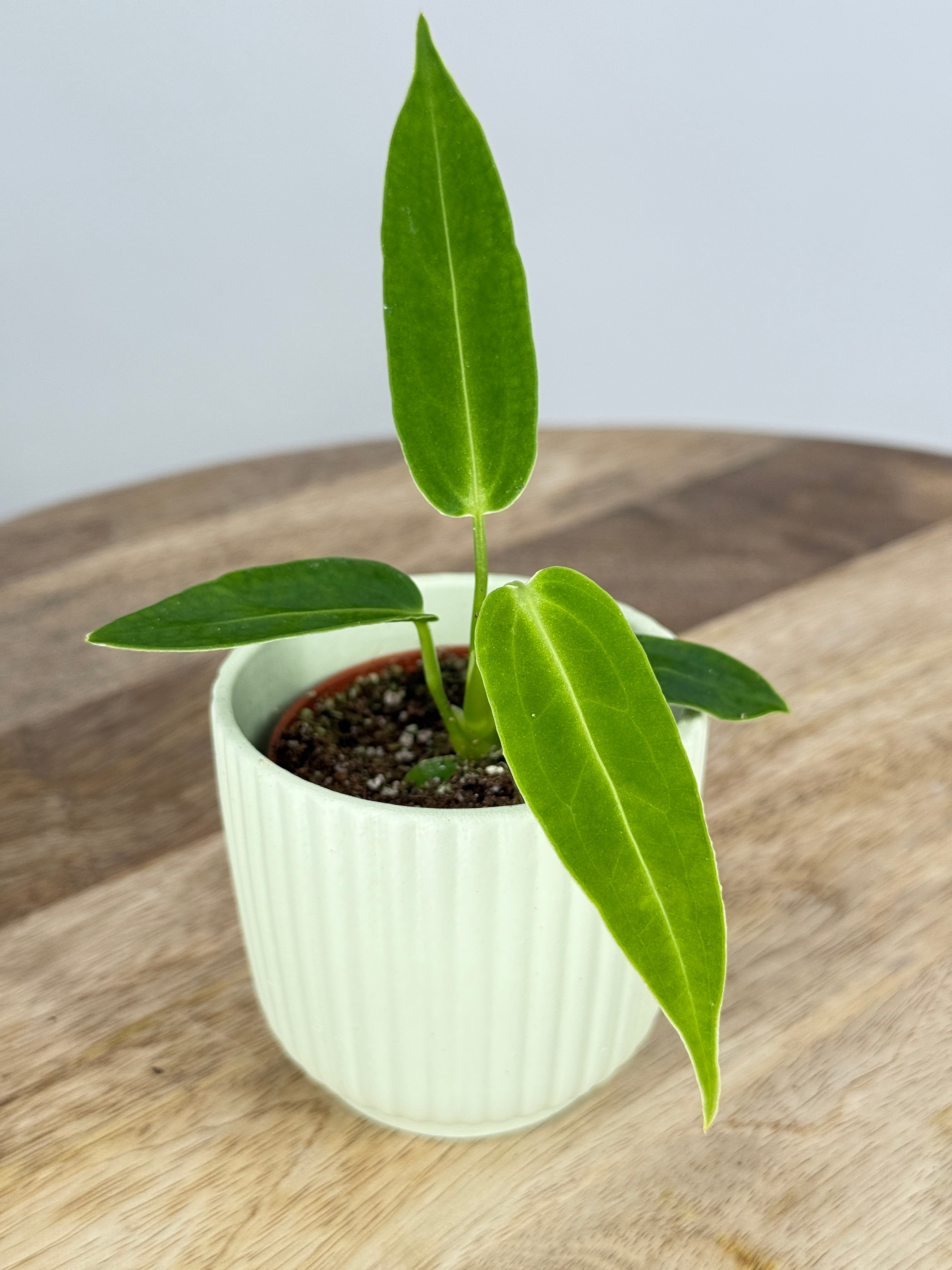 ANTHURIUM WAROCQUEANUM M6