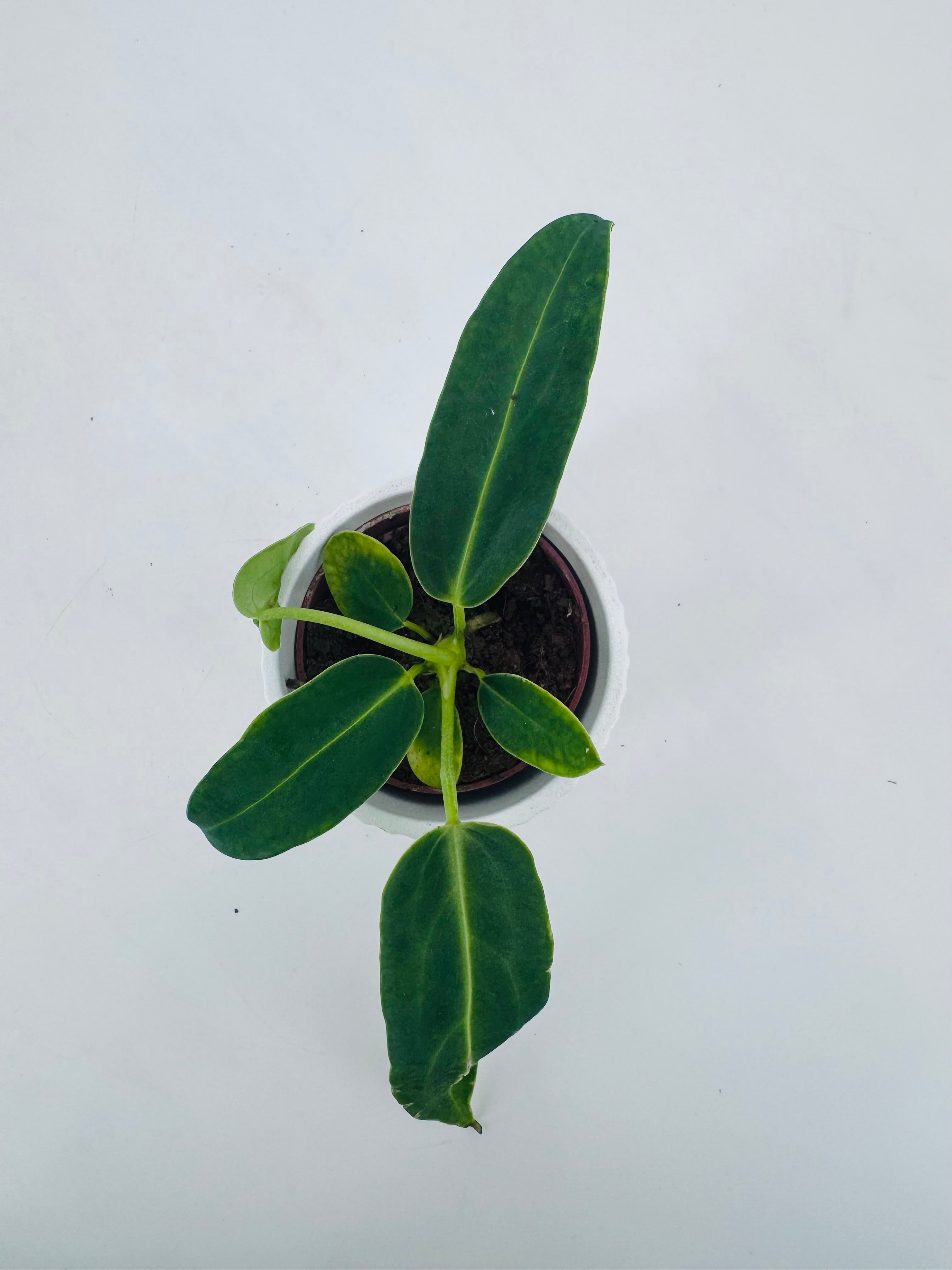 ANTHURIUM WAROCQUEANUM M6