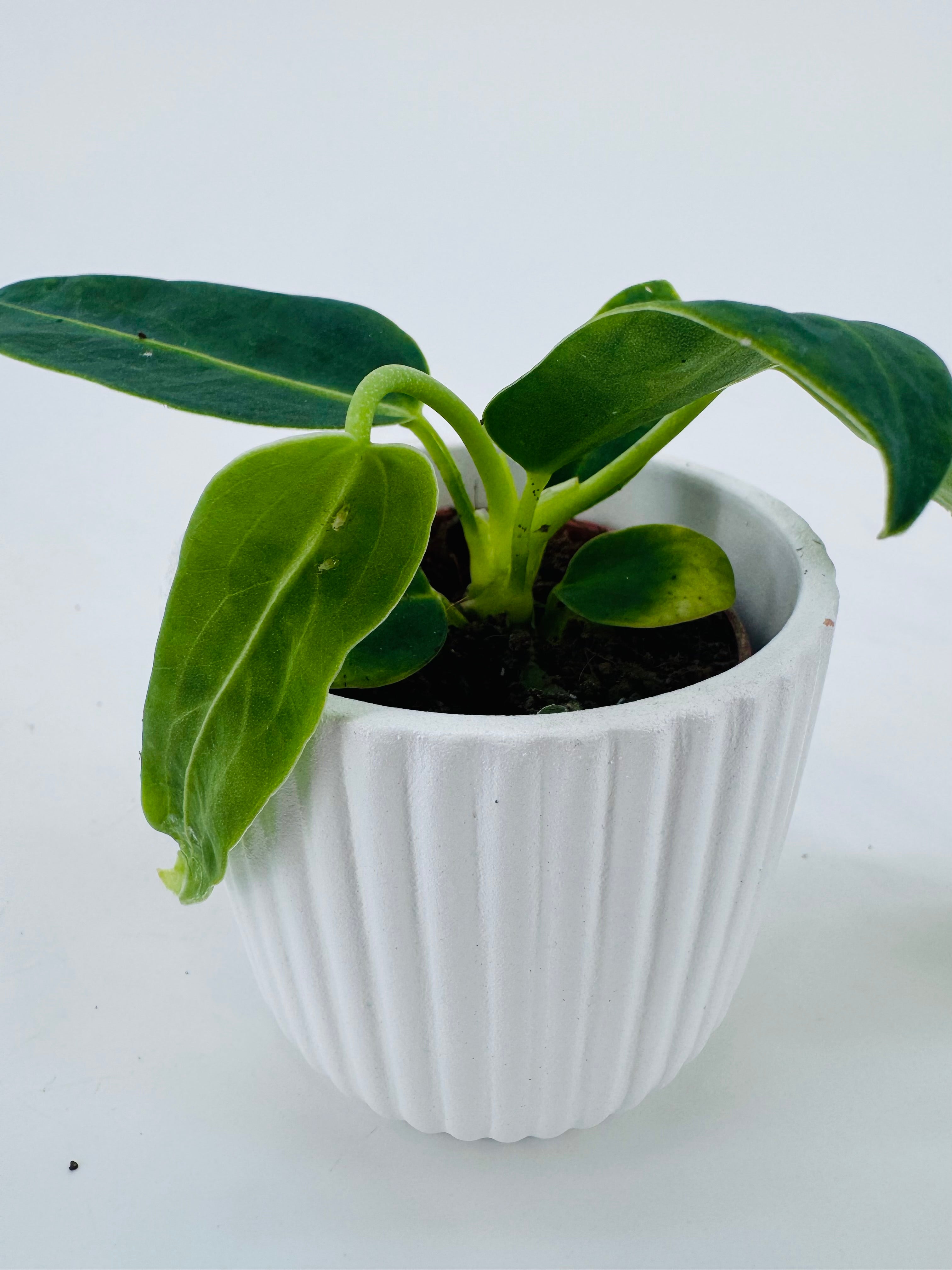 ANTHURIUM WAROCQUEANUM M6