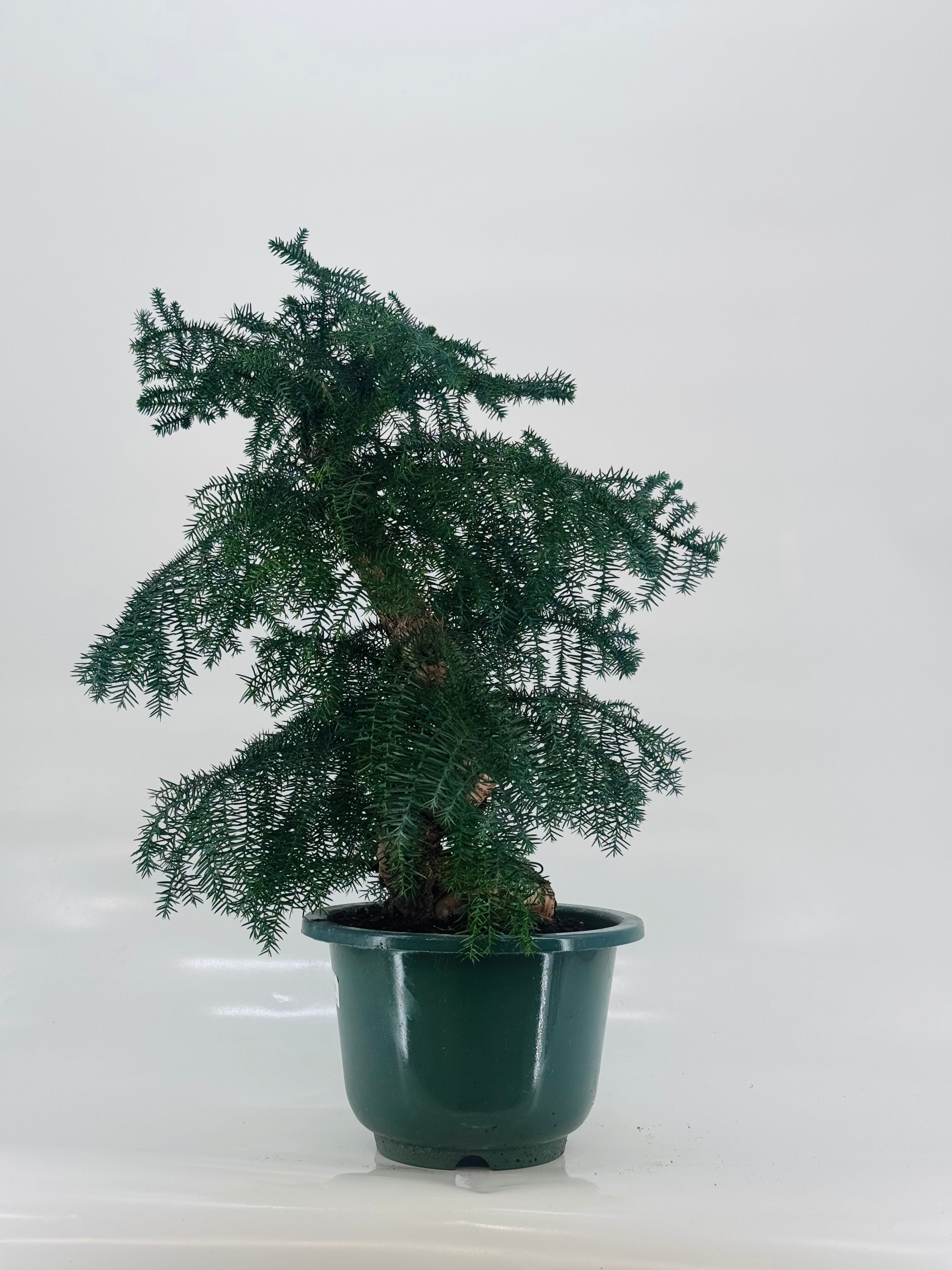 ARAUCARIA CUNNINGHAMII M27