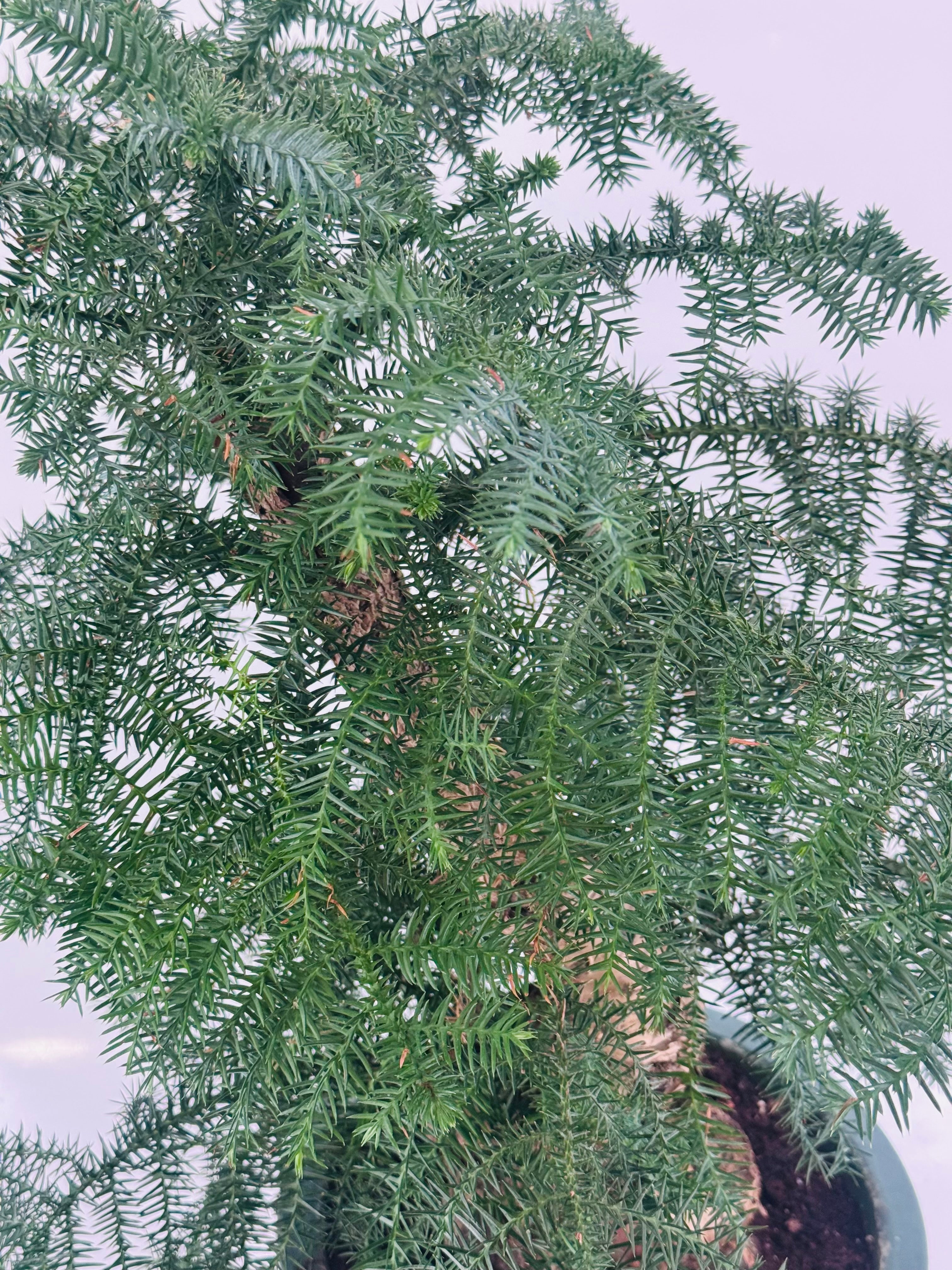 ARAUCARIA CUNNINGHAMII M27