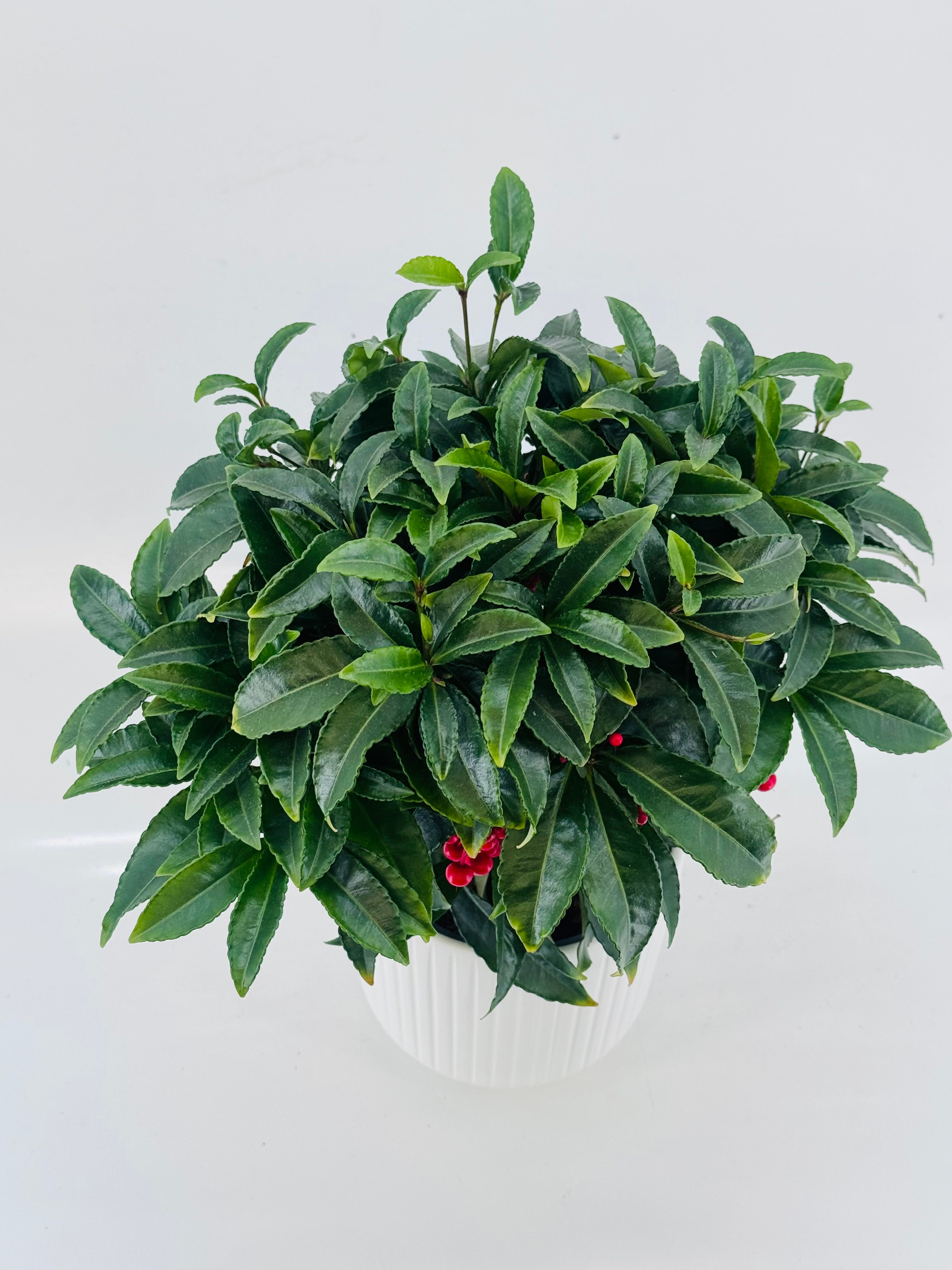 ARDISIA CREN BOS PREMIUM ROJO