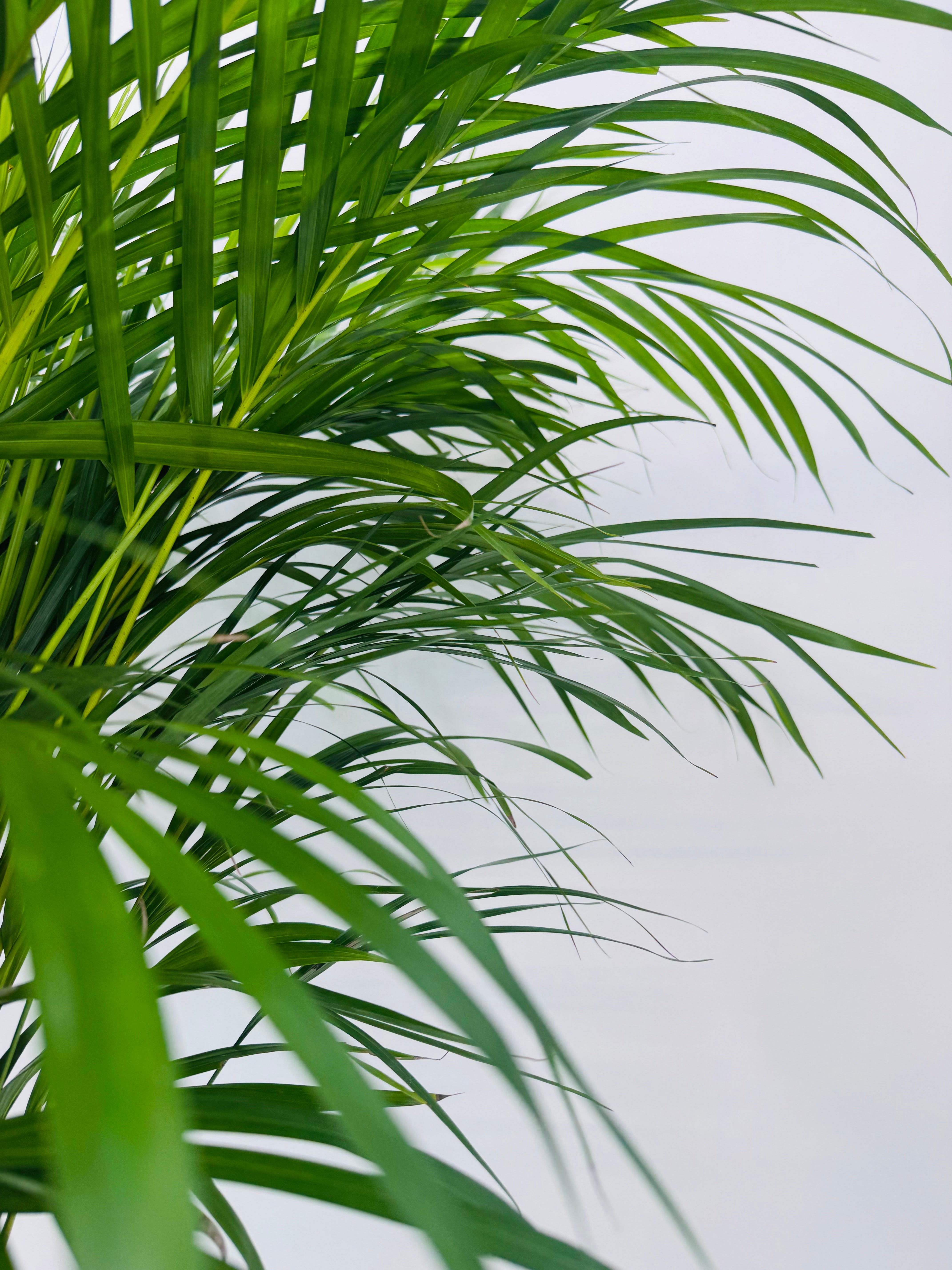 ARECA M21