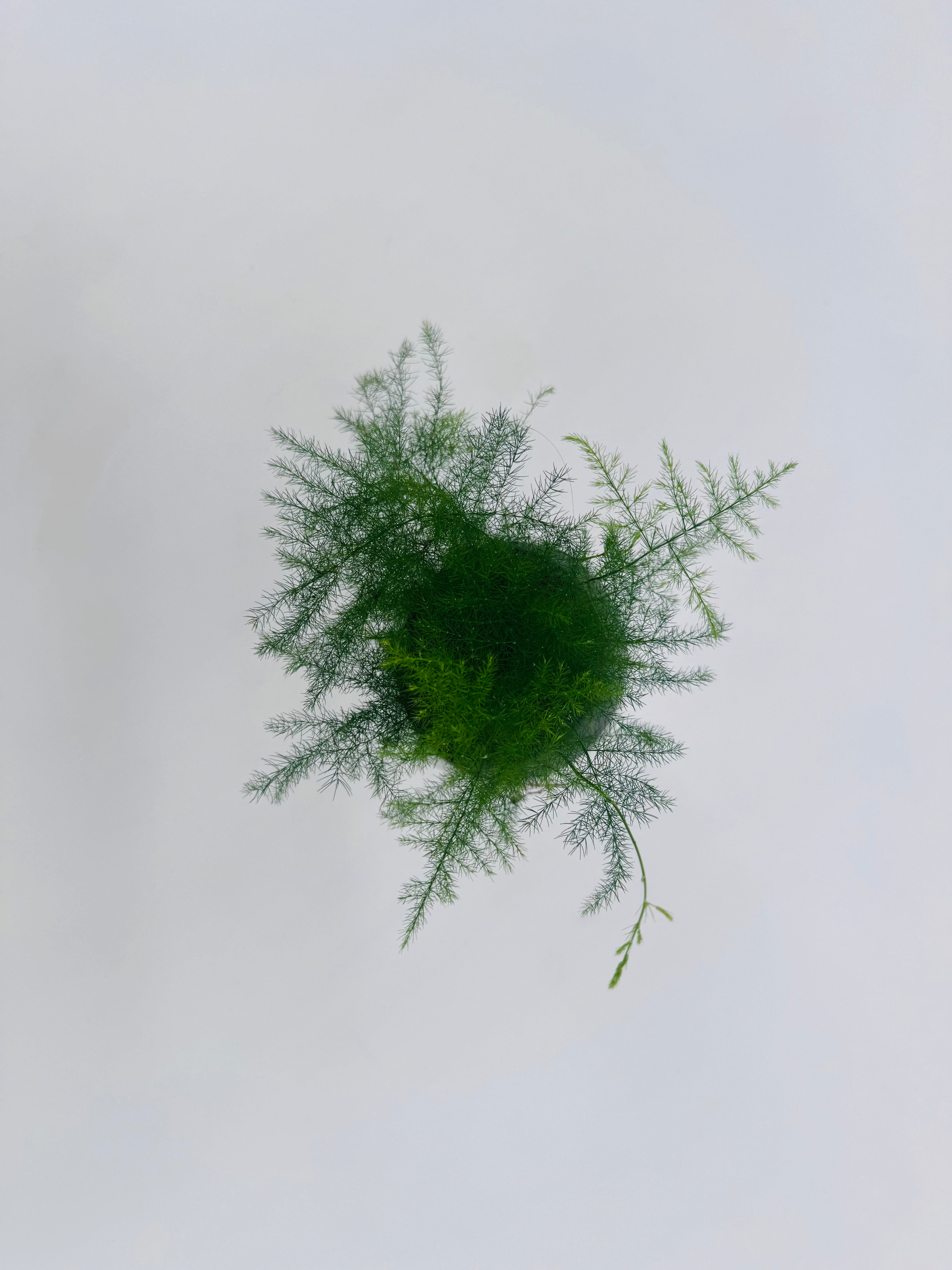 ASPARAGUS SETACEUS PLUMOSUS M7