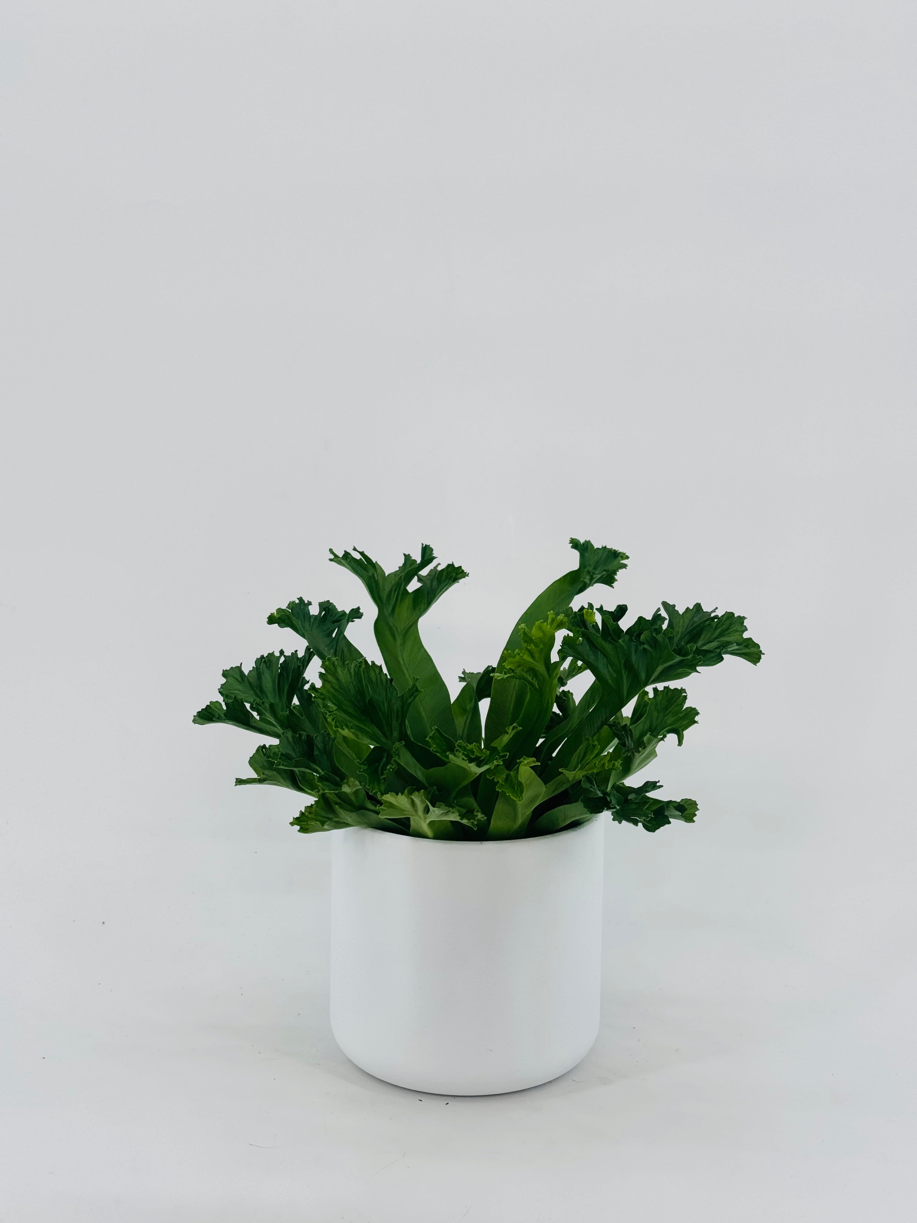 ASPLENIUM LESLIE M12