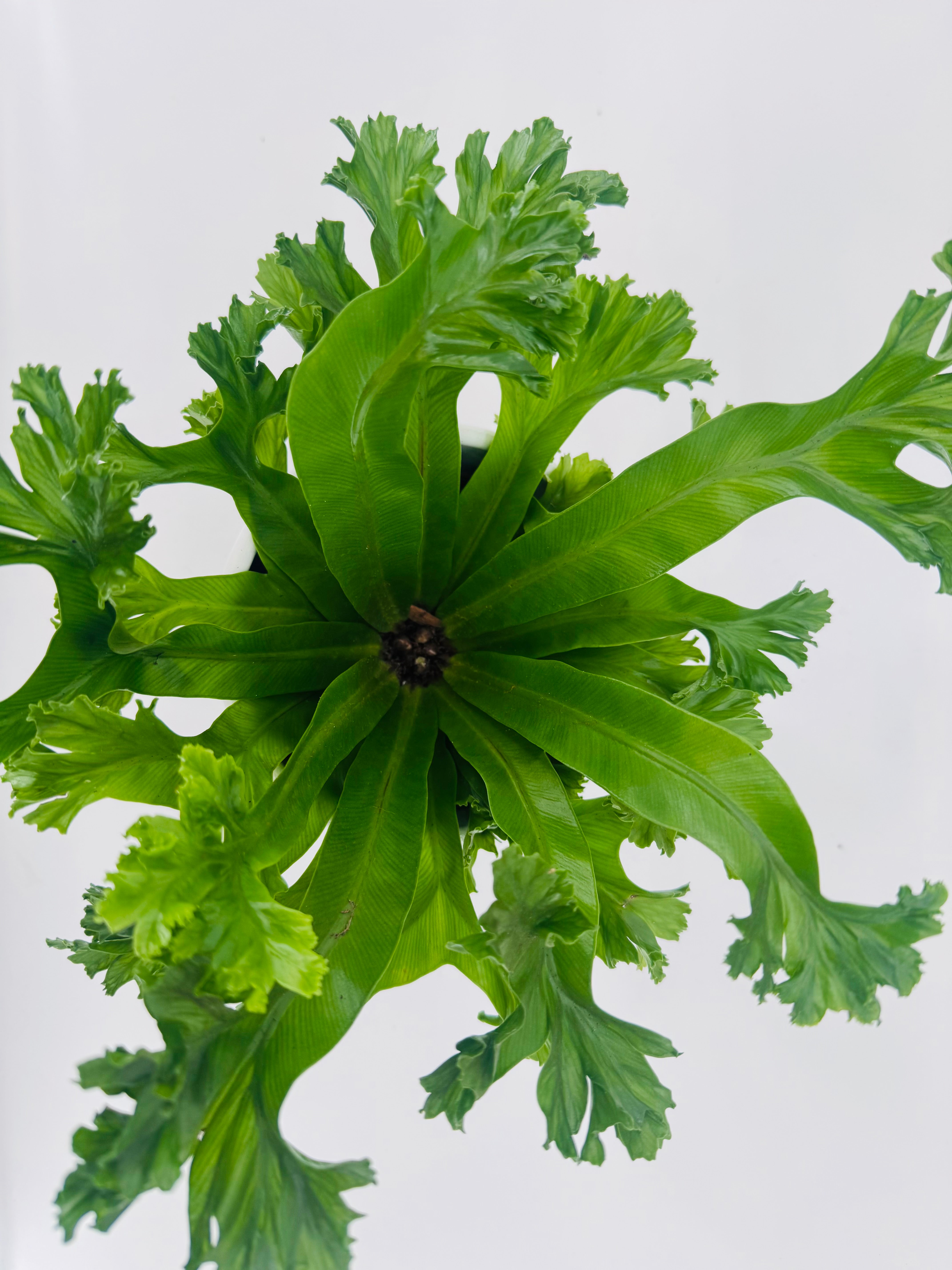 ASPLENIUM LESLIE M12