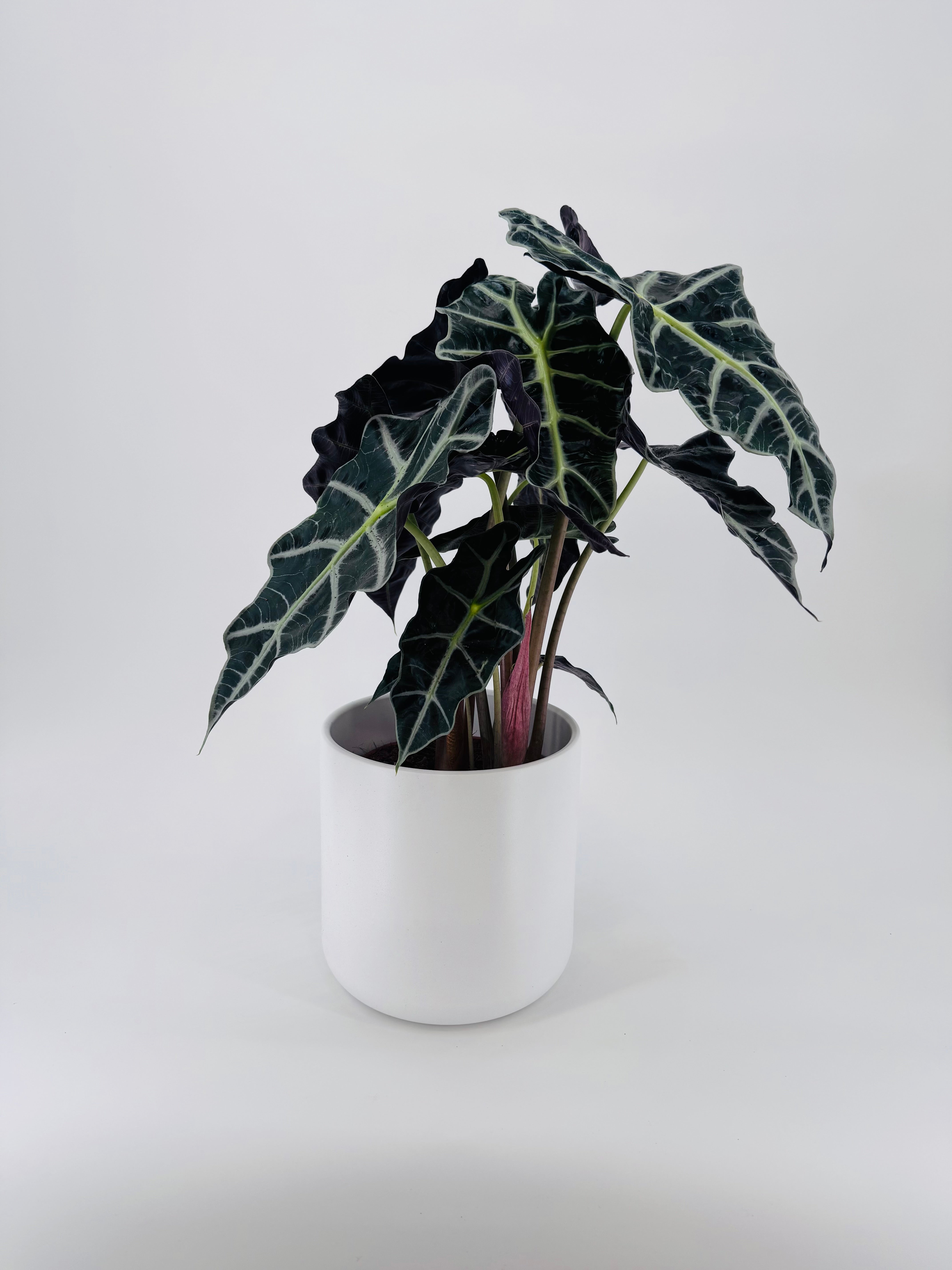 ALOCASIA POLLY 3PP M17