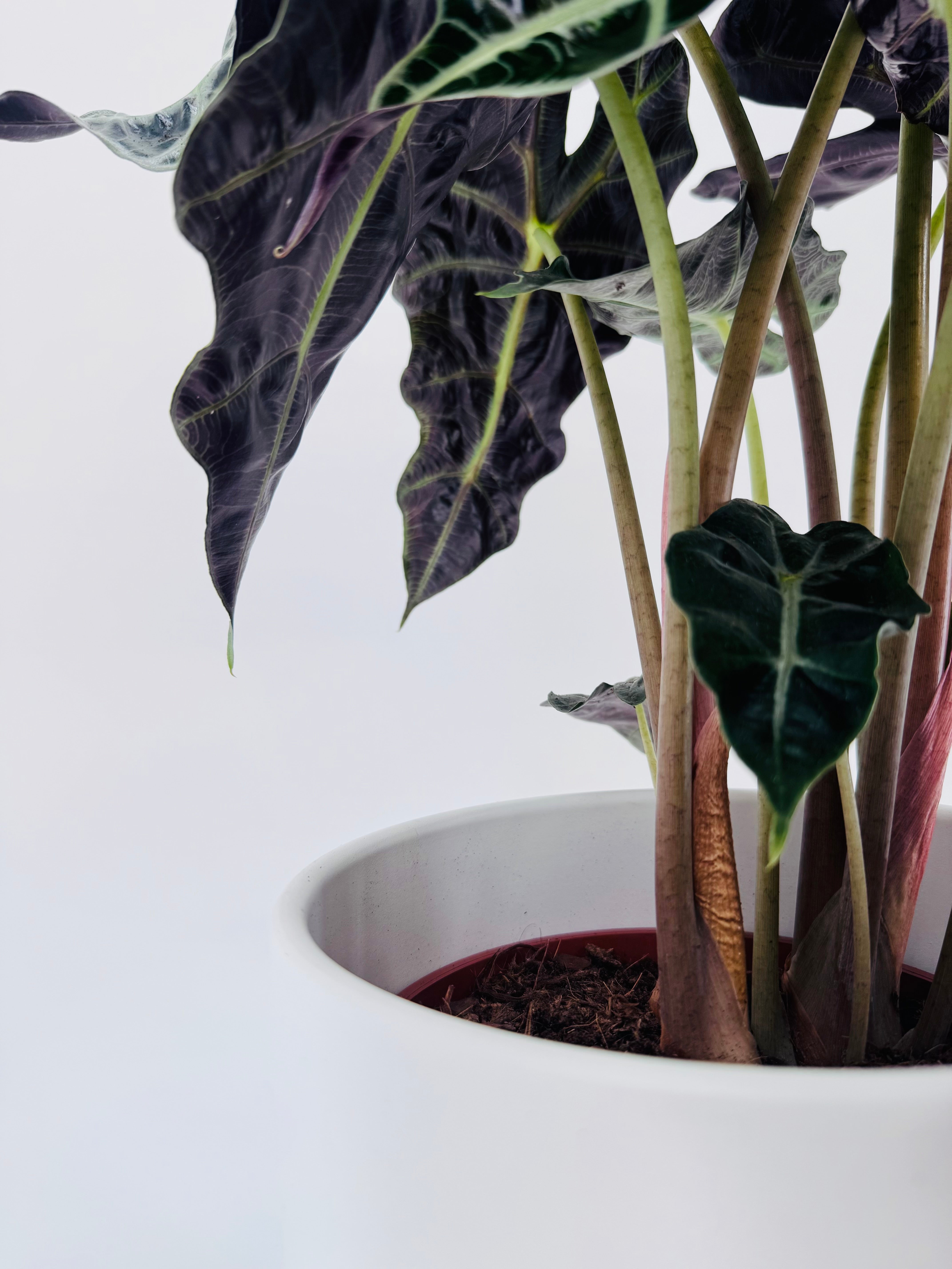 ALOCASIA POLLY 3PP M17