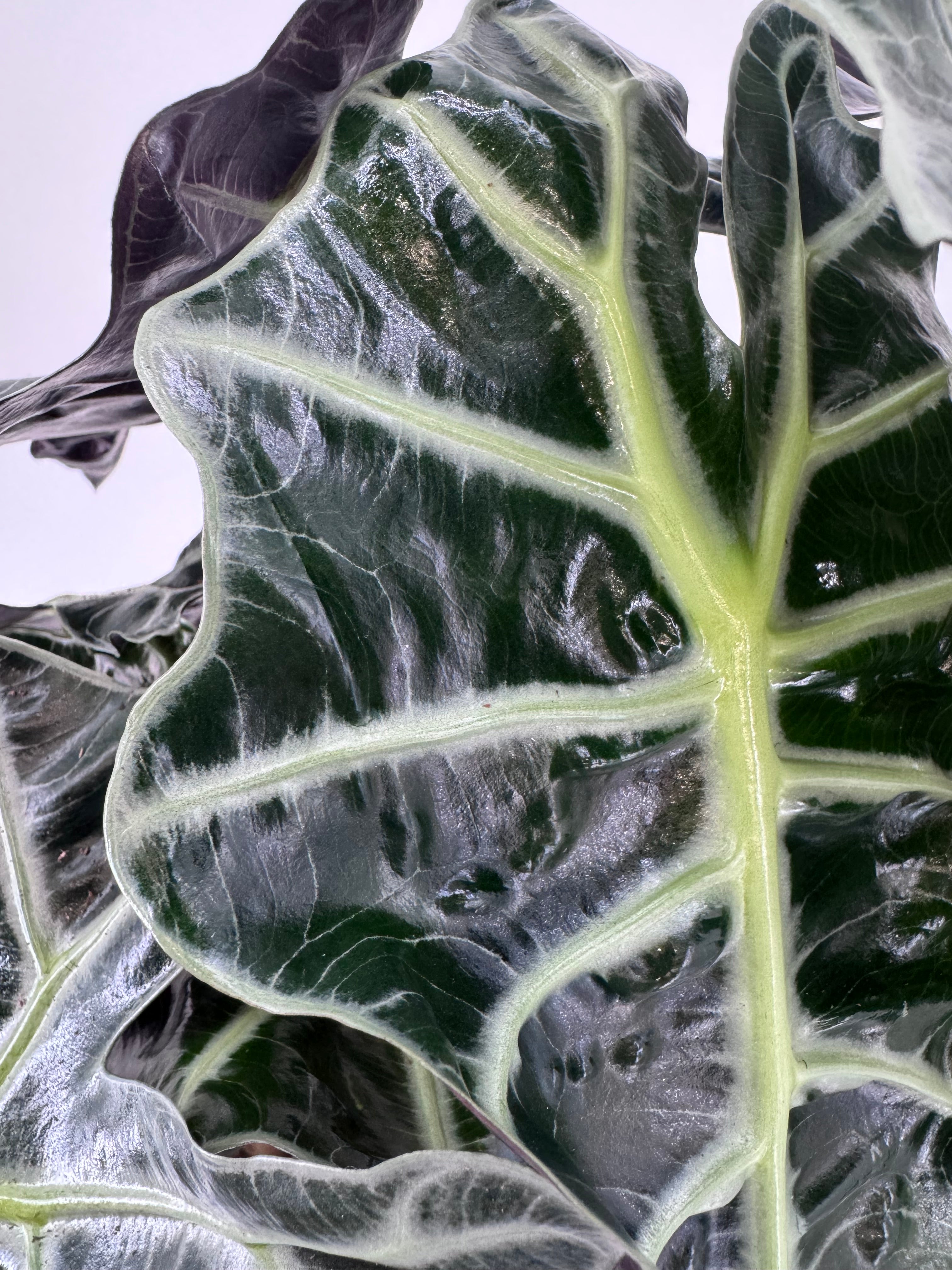 ALOCASIA POLLY 3PP M17