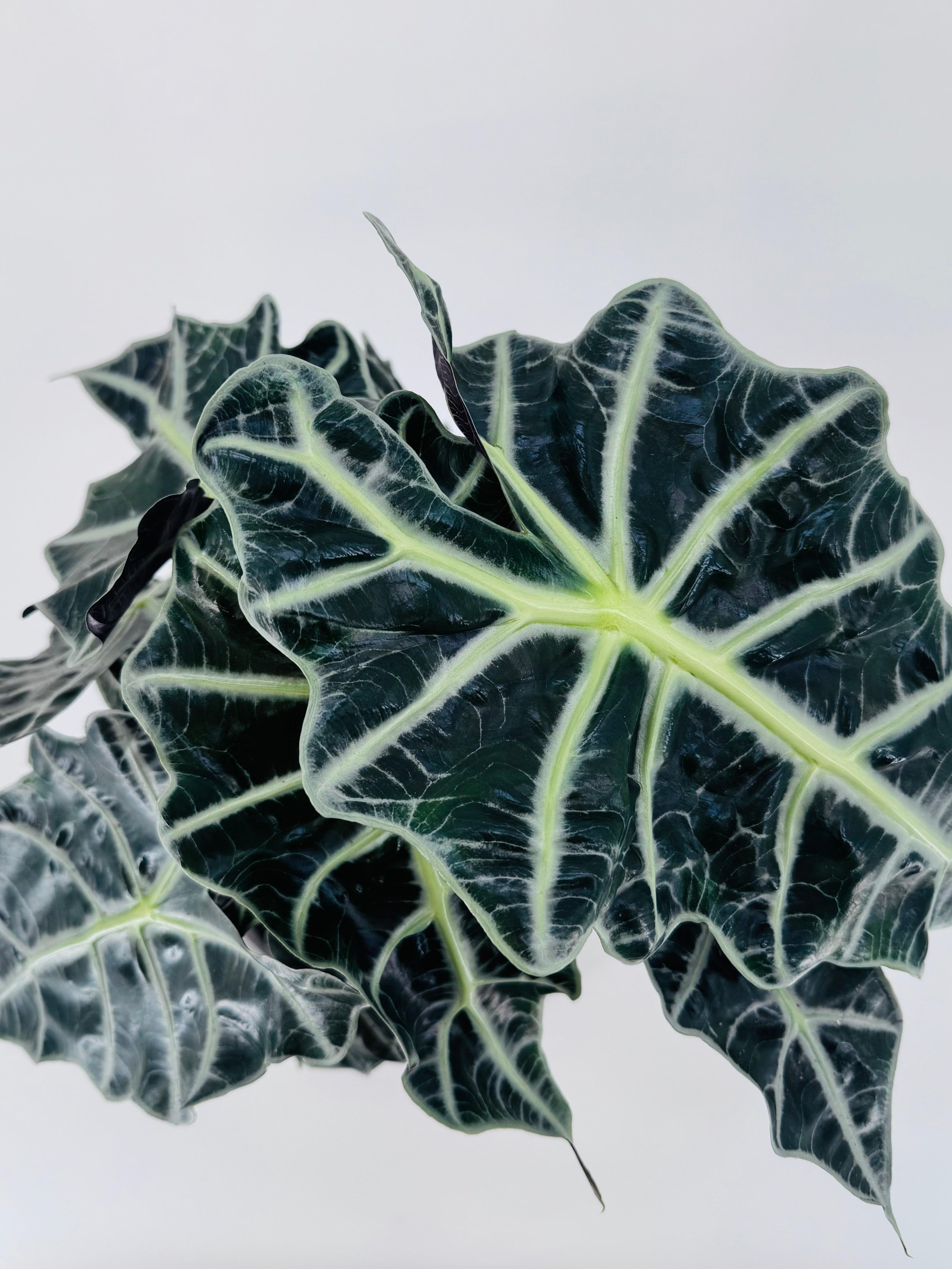 ALOCASIA POLLY 3PP M17