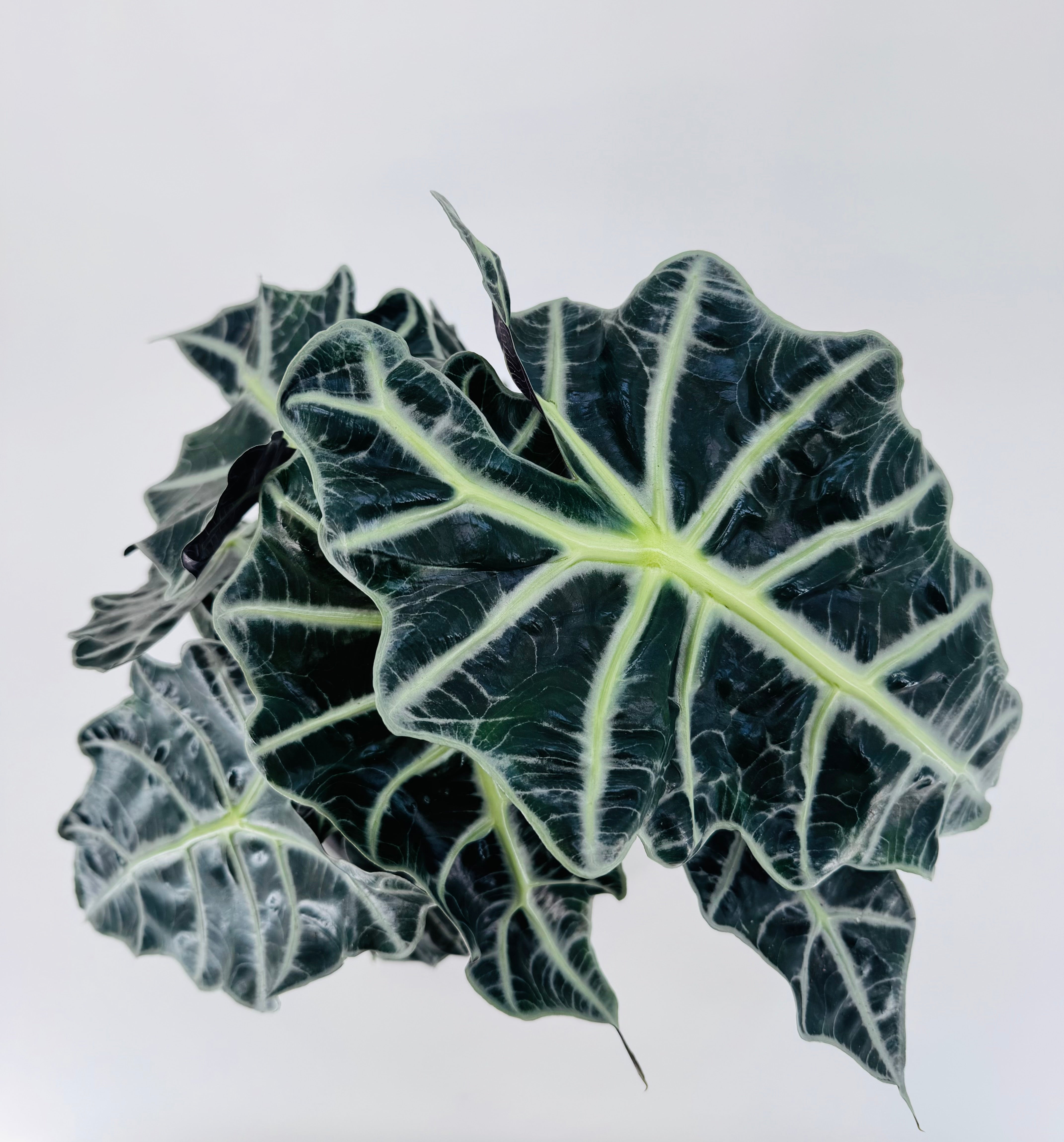 ALOCASIA POLLY 3PP M17