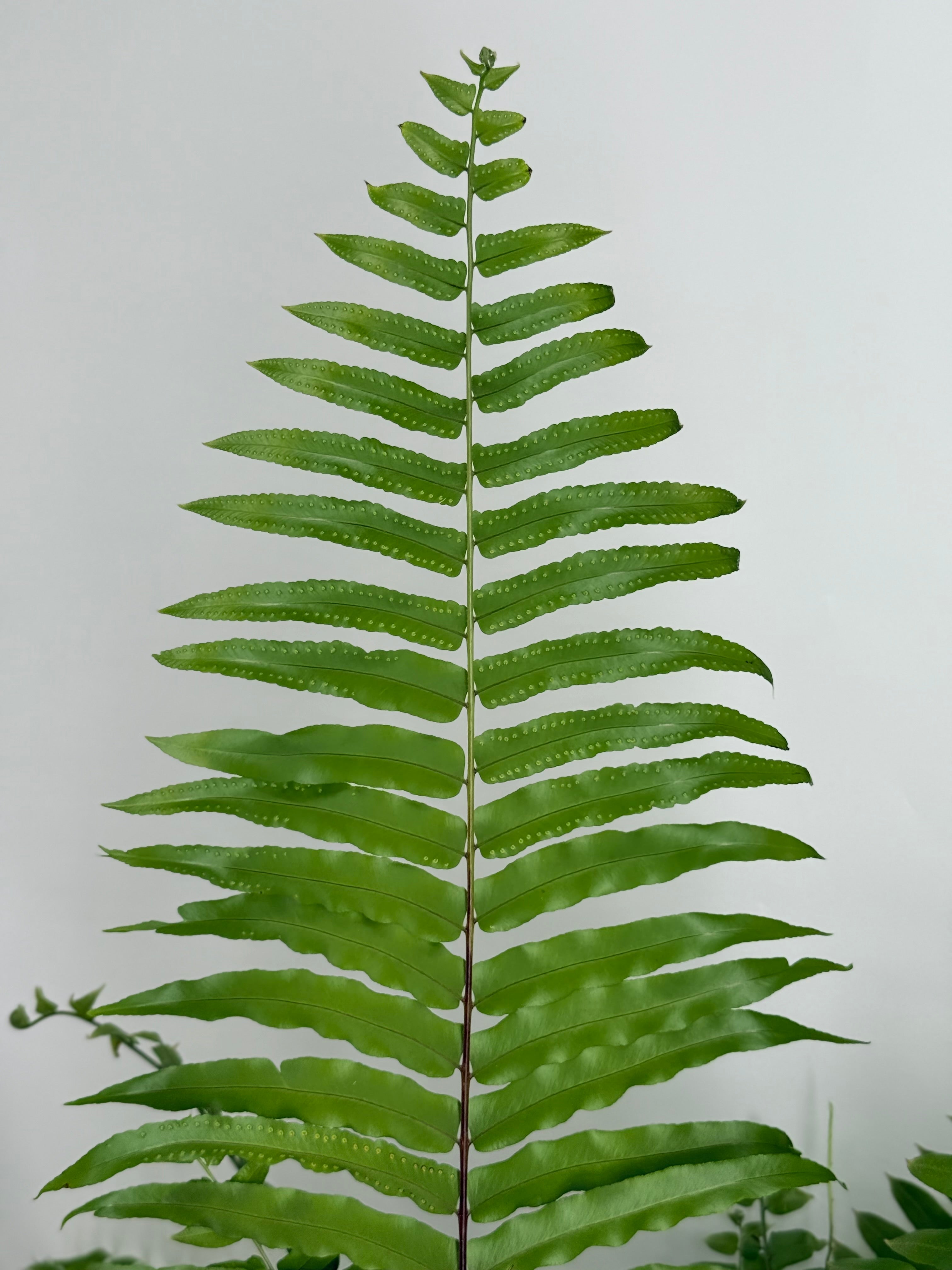 PLANTA  VARIADA COLGAR MAQUI
