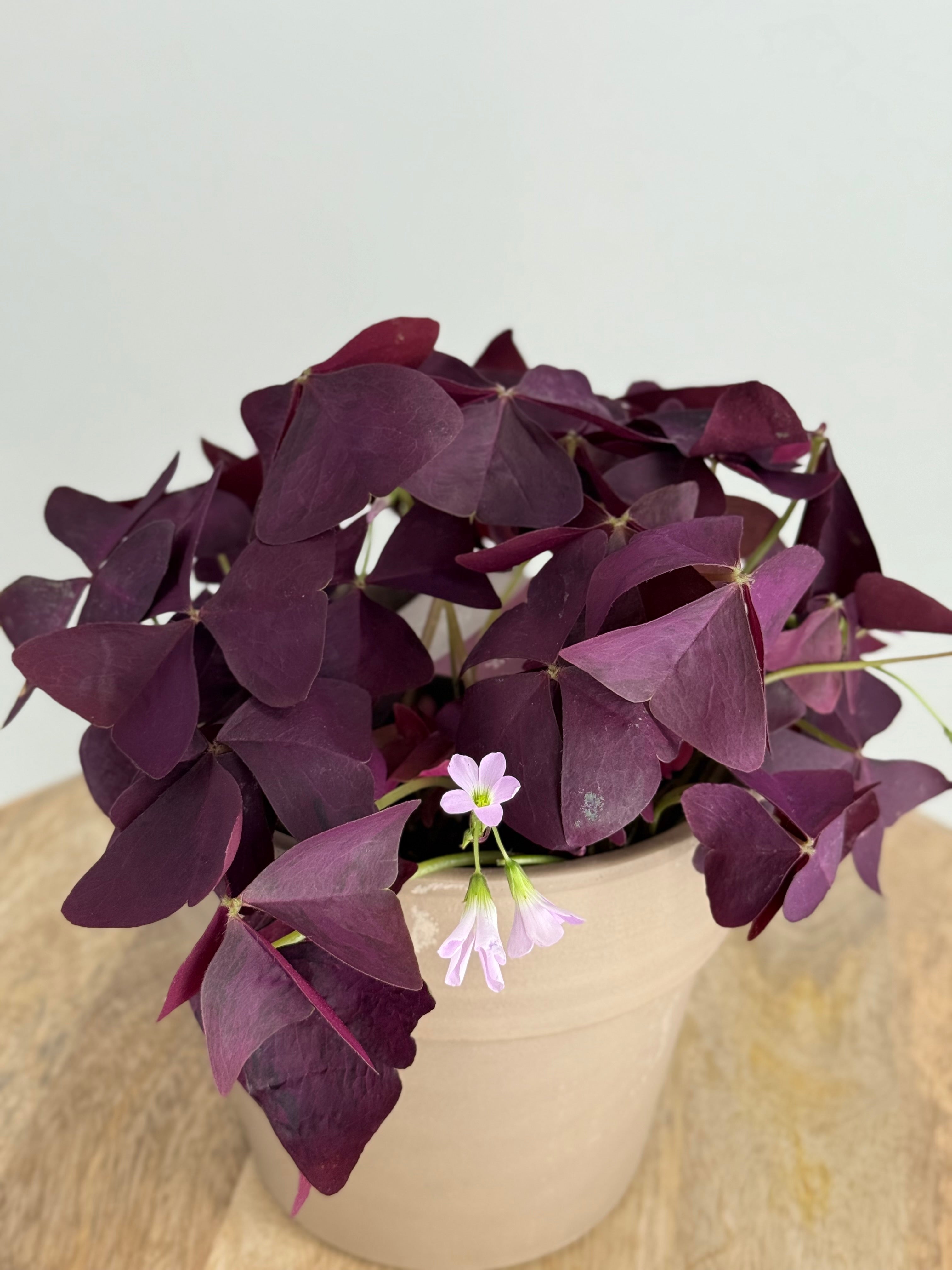 Planta Oxalis Mijke con hojas púrpuras en forma de trébol y pequeñas flores rosadas en una maceta de cerámica beige.