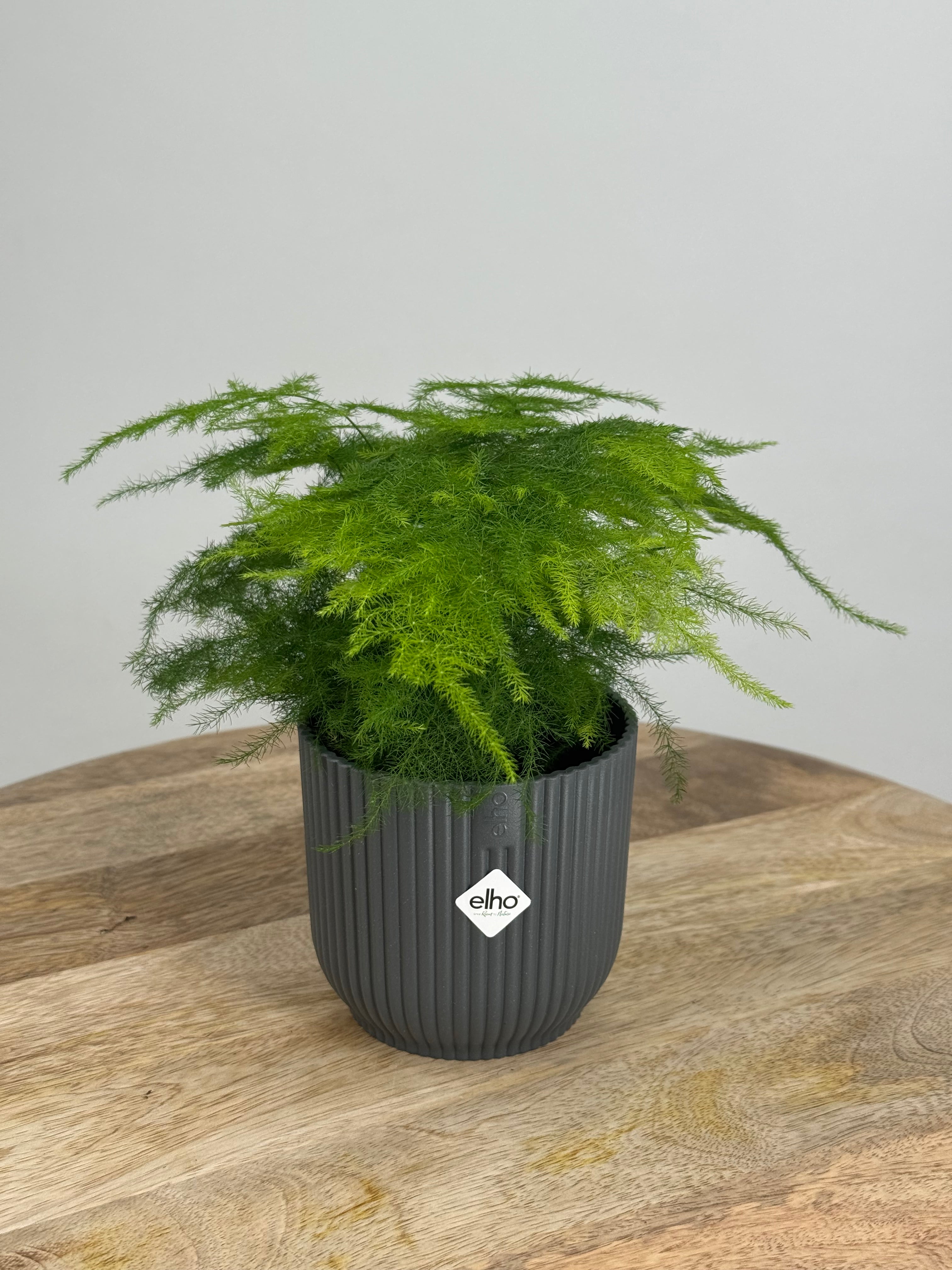 ASPARAGUS SETACEUS PLUMOSUS M7