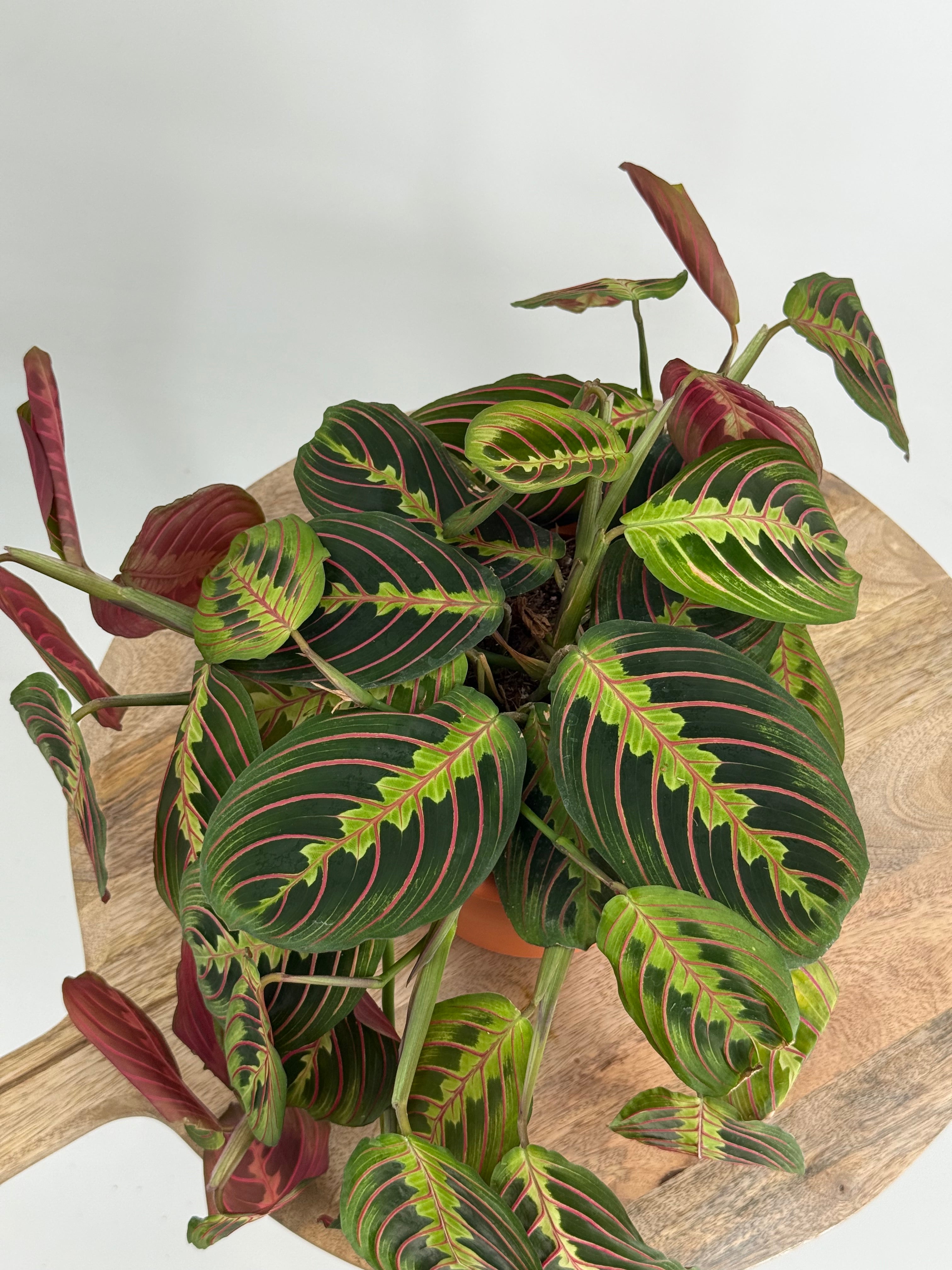 MARANTA MIX M15