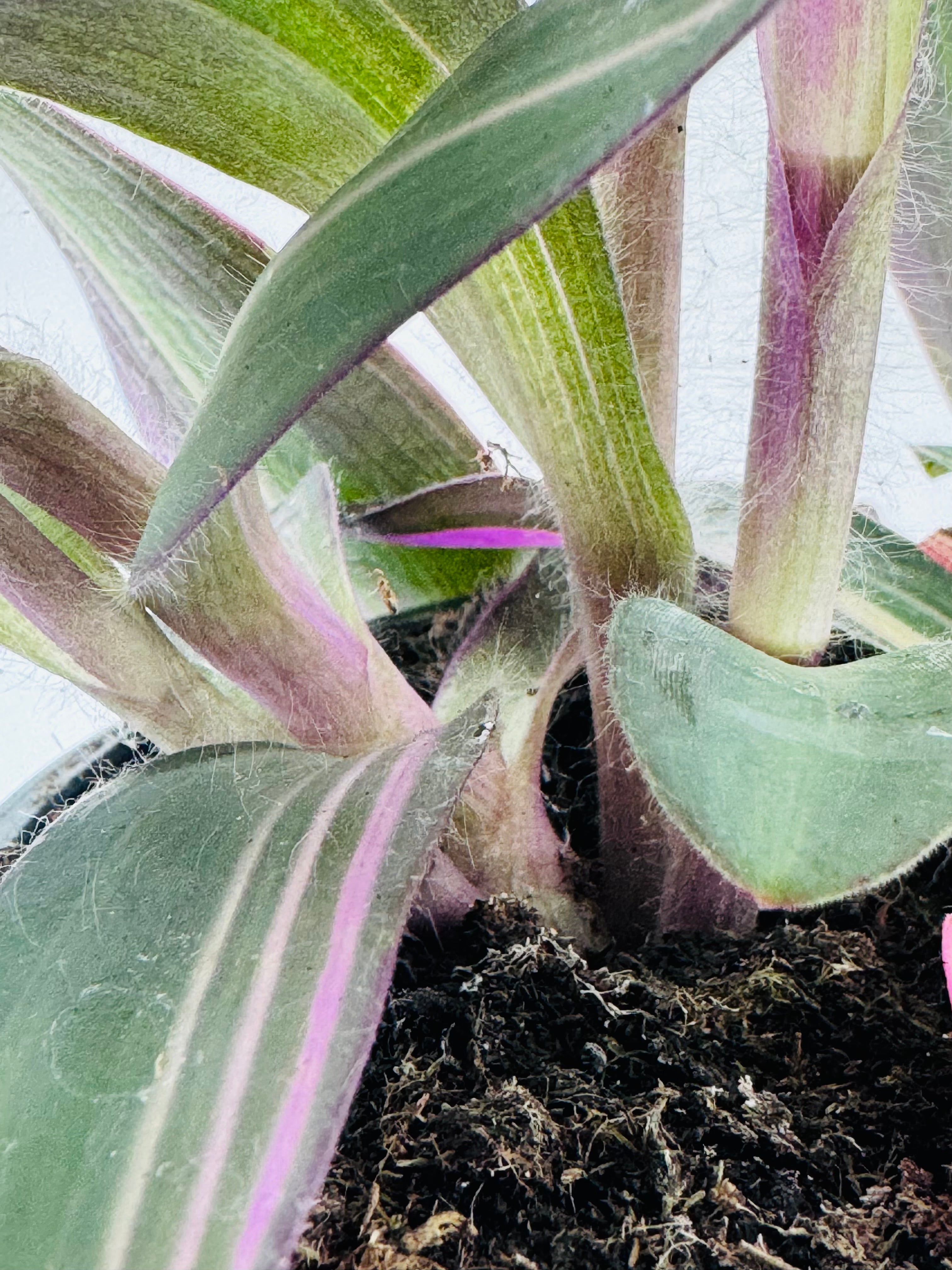 Tradescantia Pink Paradise M10.5 con follaje vibrante rosa, púrpura y verde en maceta negra.