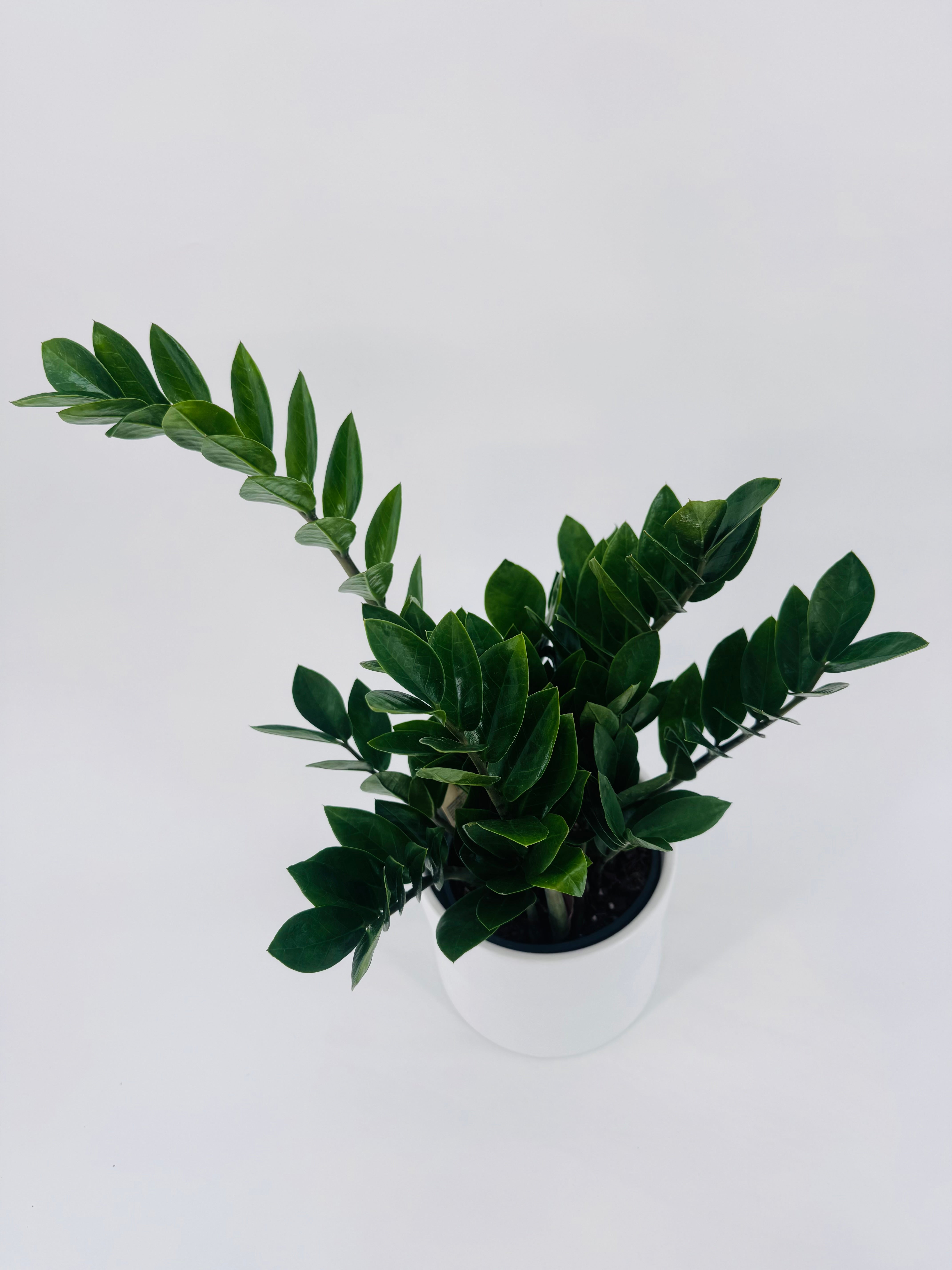 ZAMIOCULCAS C14