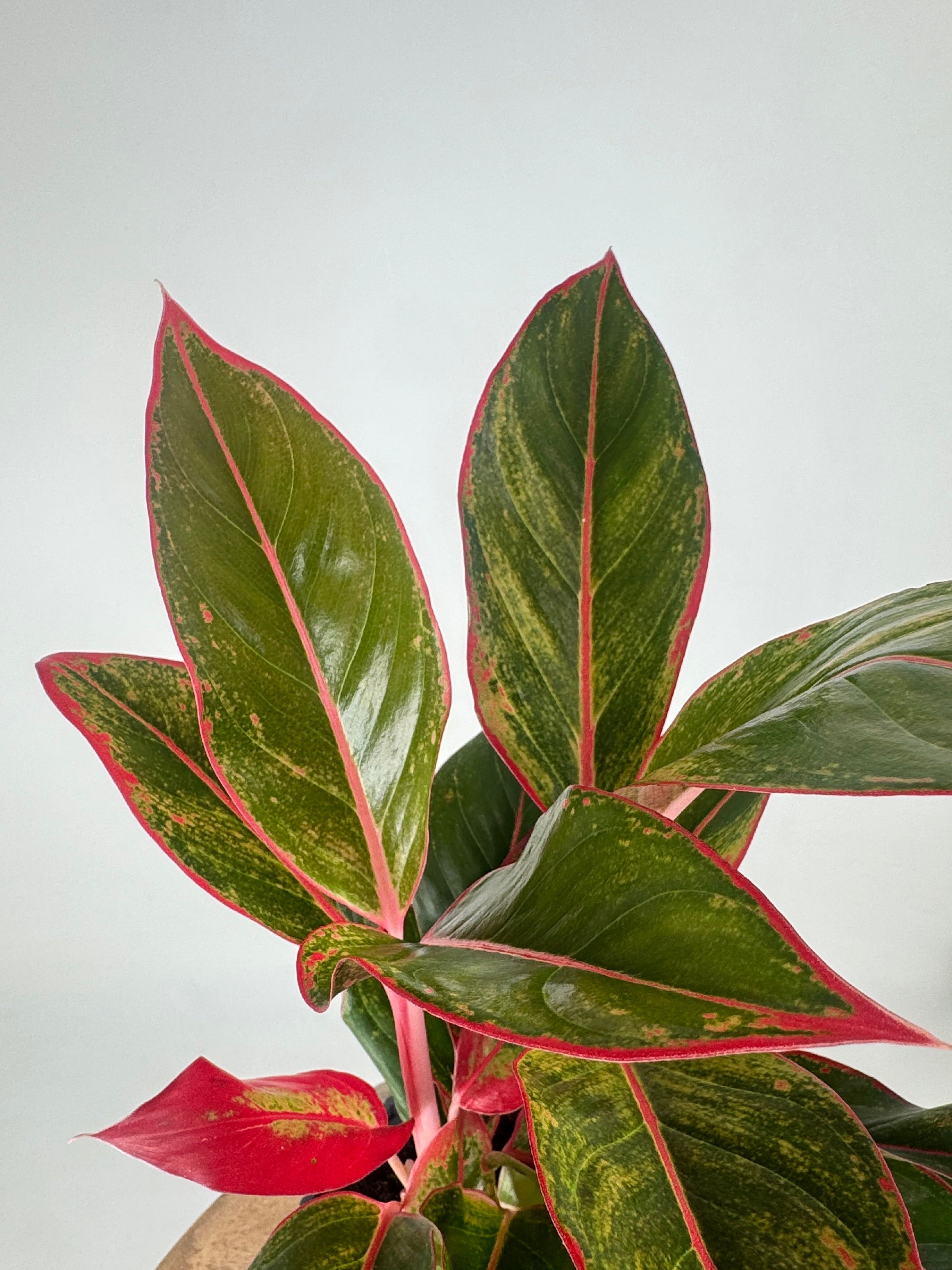 AGLAONEMA SIAM RED M13