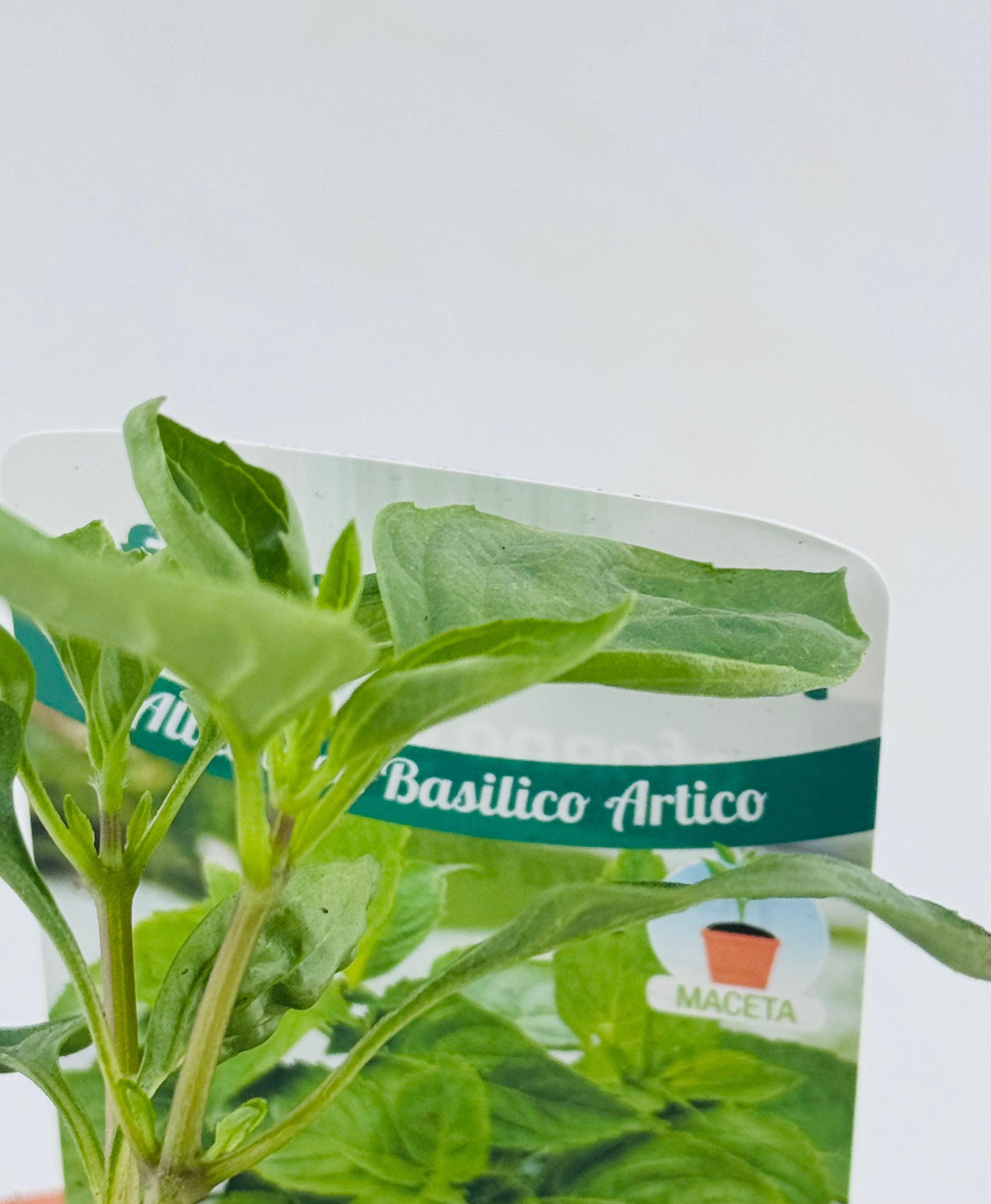 BASILICO ARTICO FM10,5
