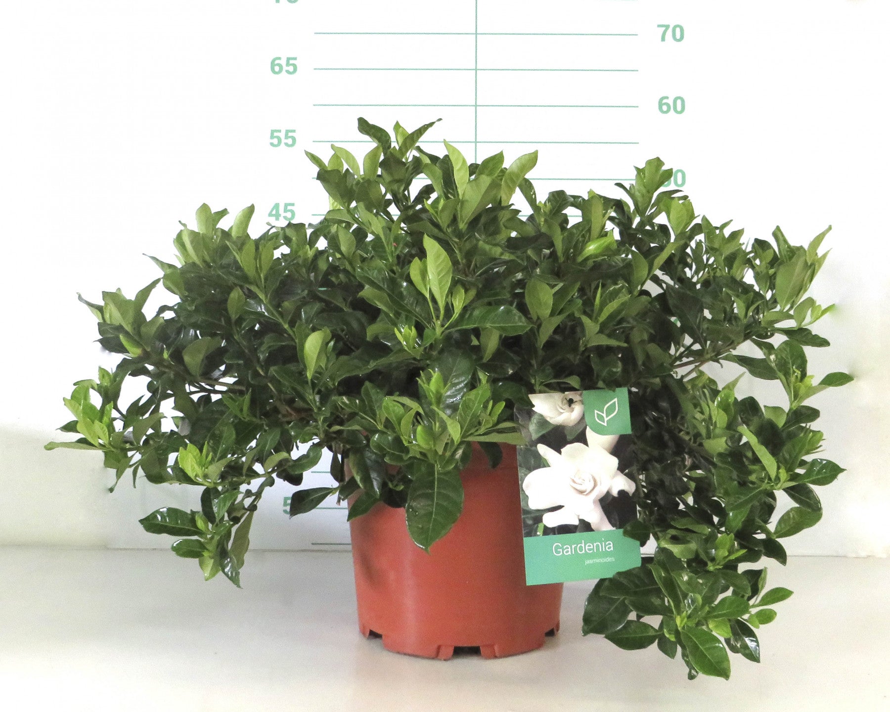 GARDENIA JASMINOIDES 10L