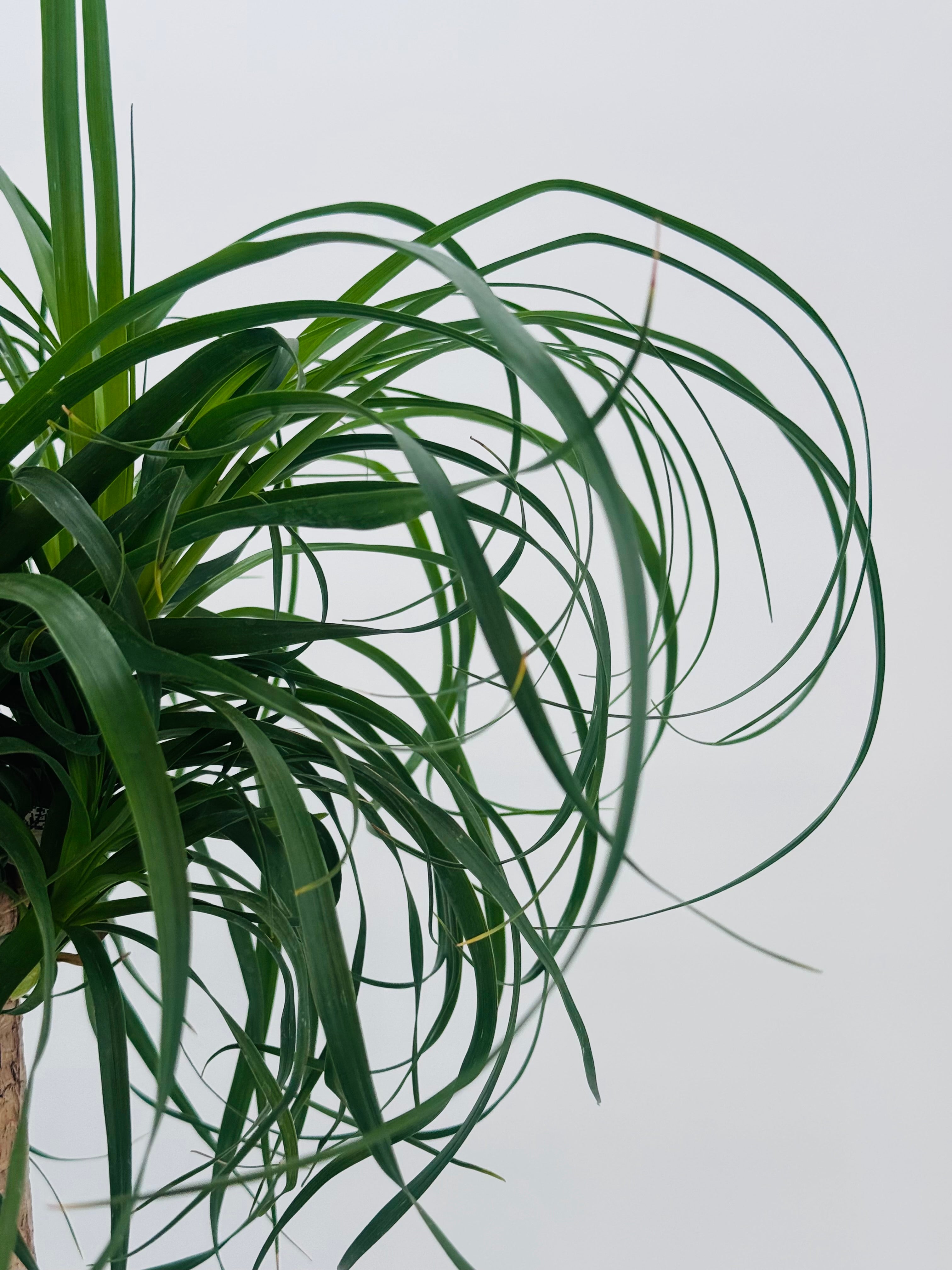 BEAUCARNEA RECURVATA T25