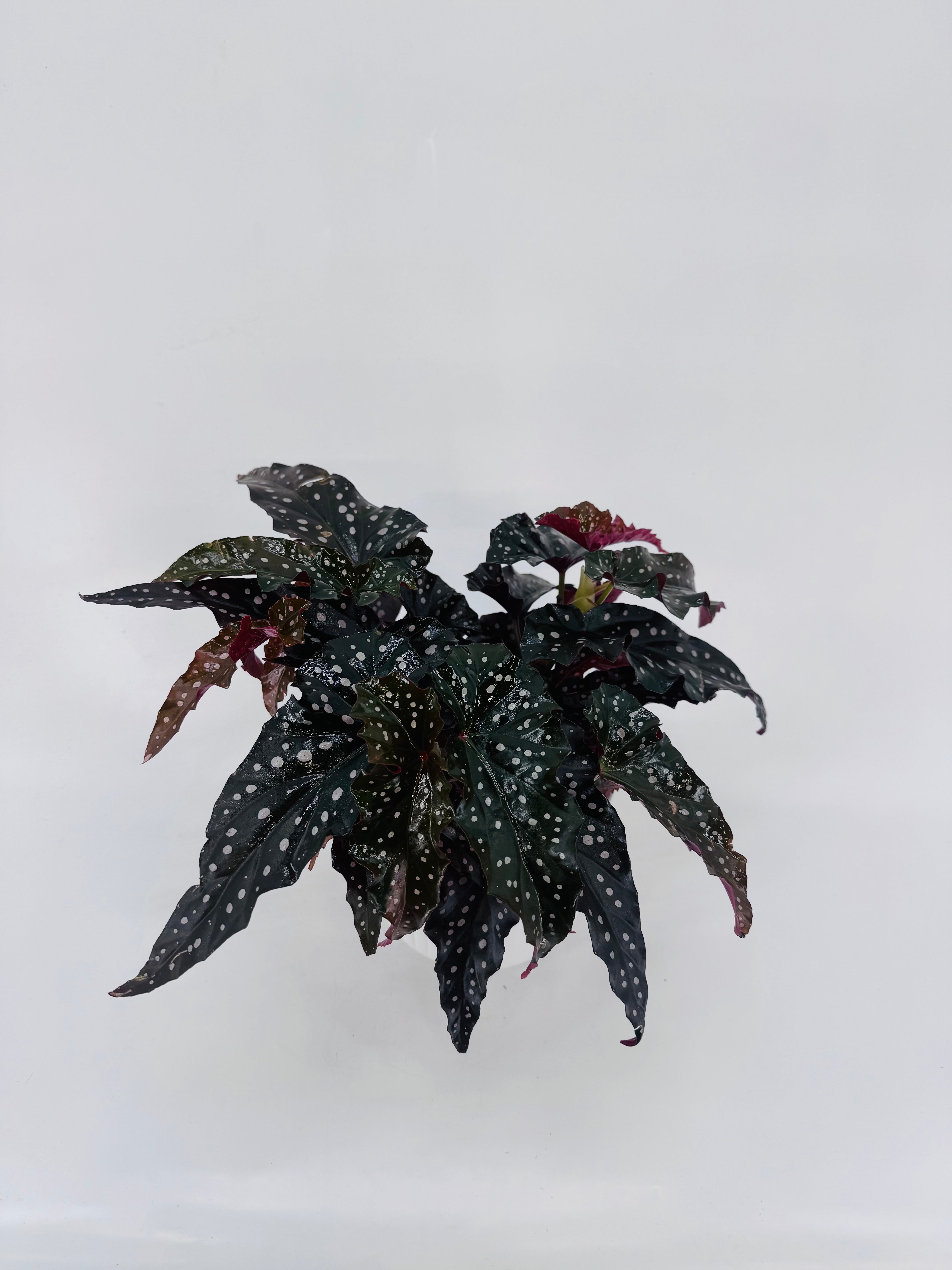 BEGONIA BLACK FORREST M14