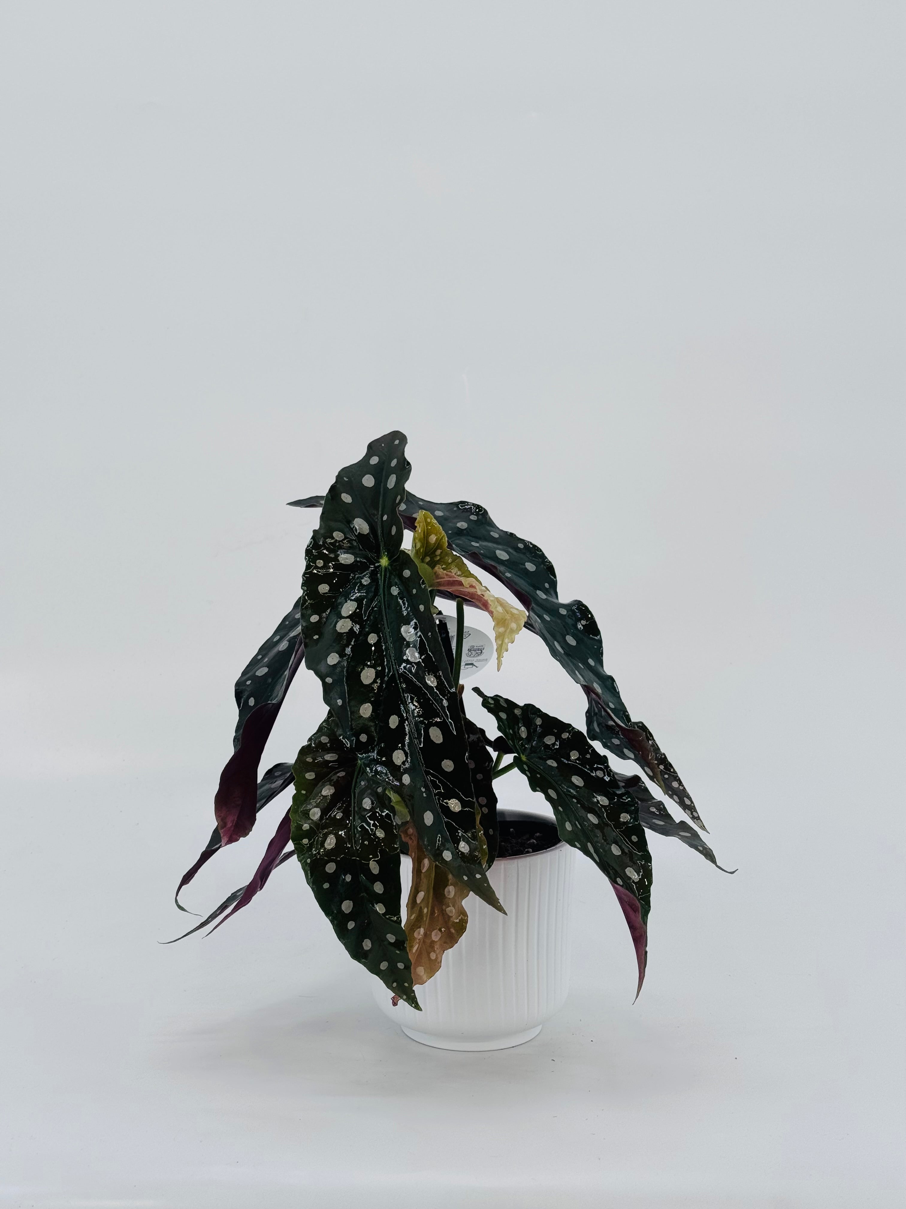 BEGONIA BLAD MACULATA WIGHTII M12