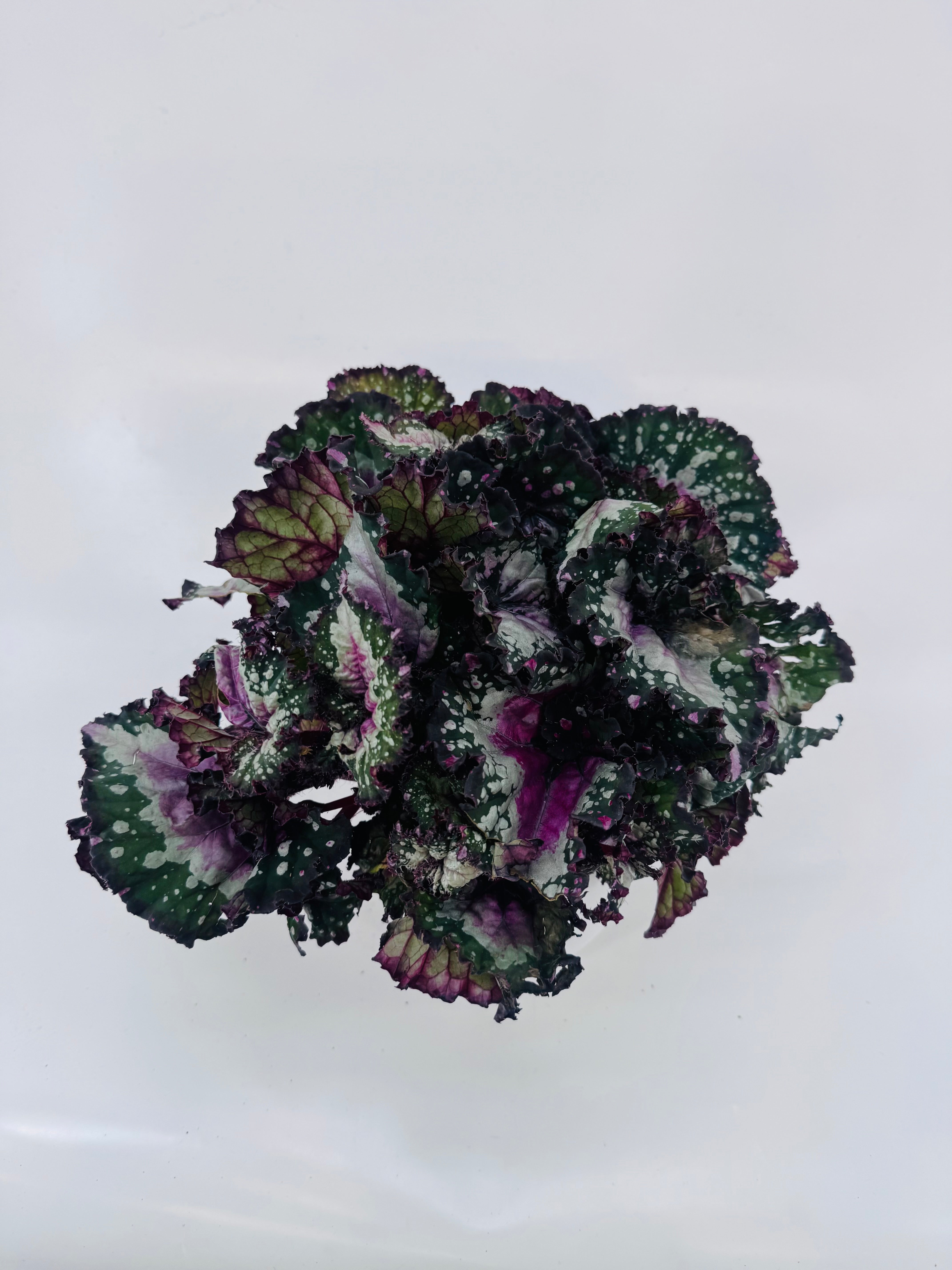 BEGONIA FOLIAGE BELEAF MEZCLADO M12