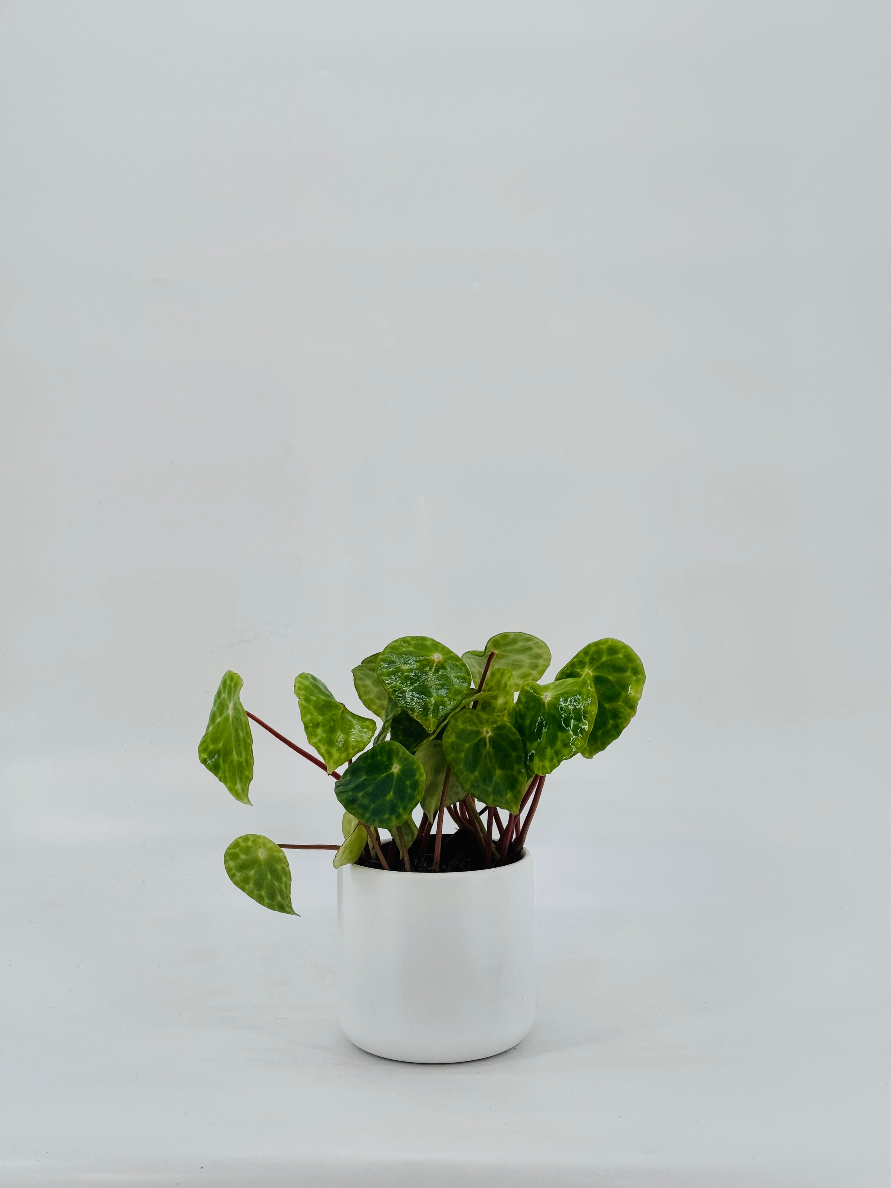 BEGONIA FOLIAGE KINGIANA M12