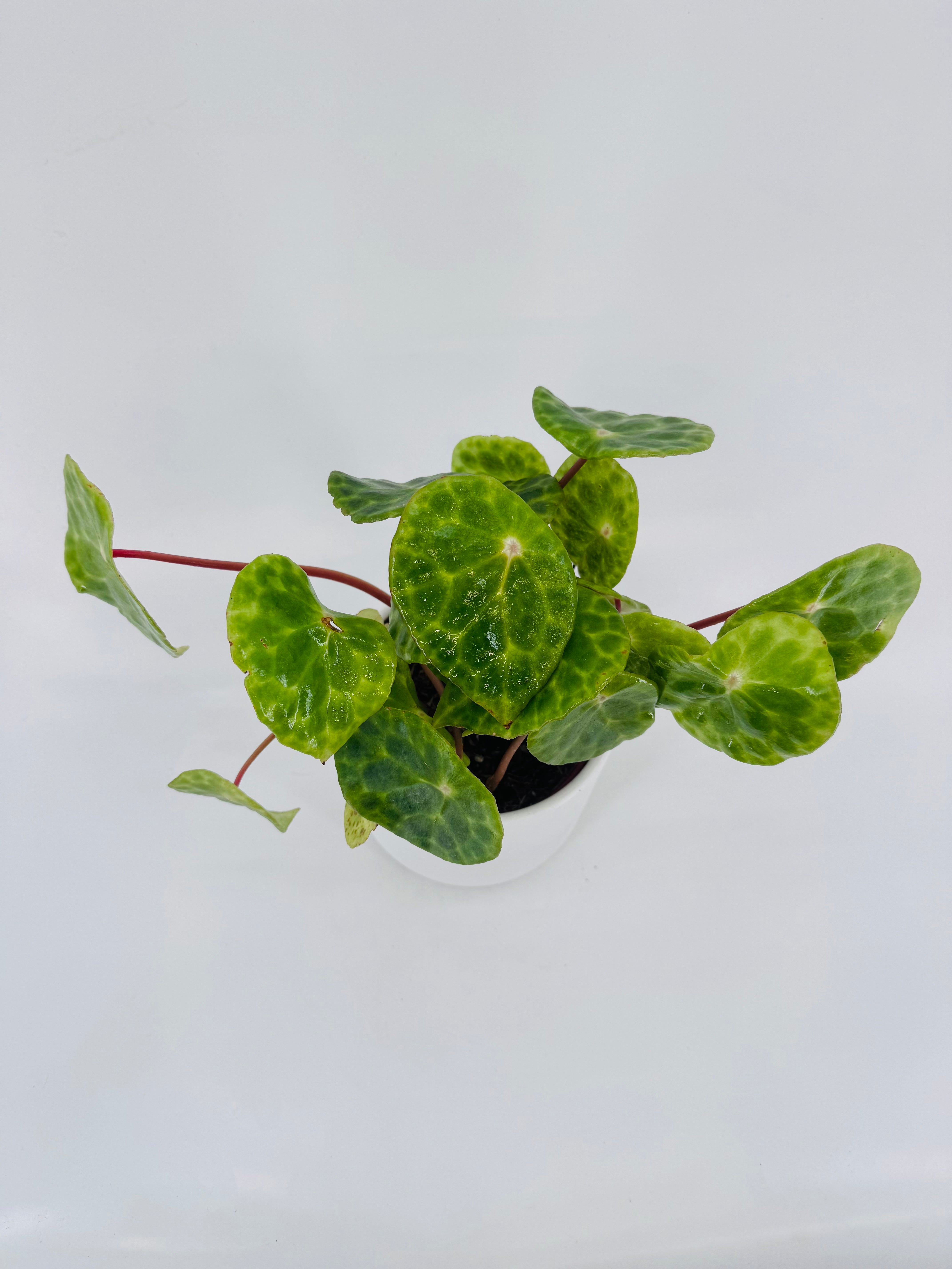 BEGONIA FOLIAGE KINGIANA M12