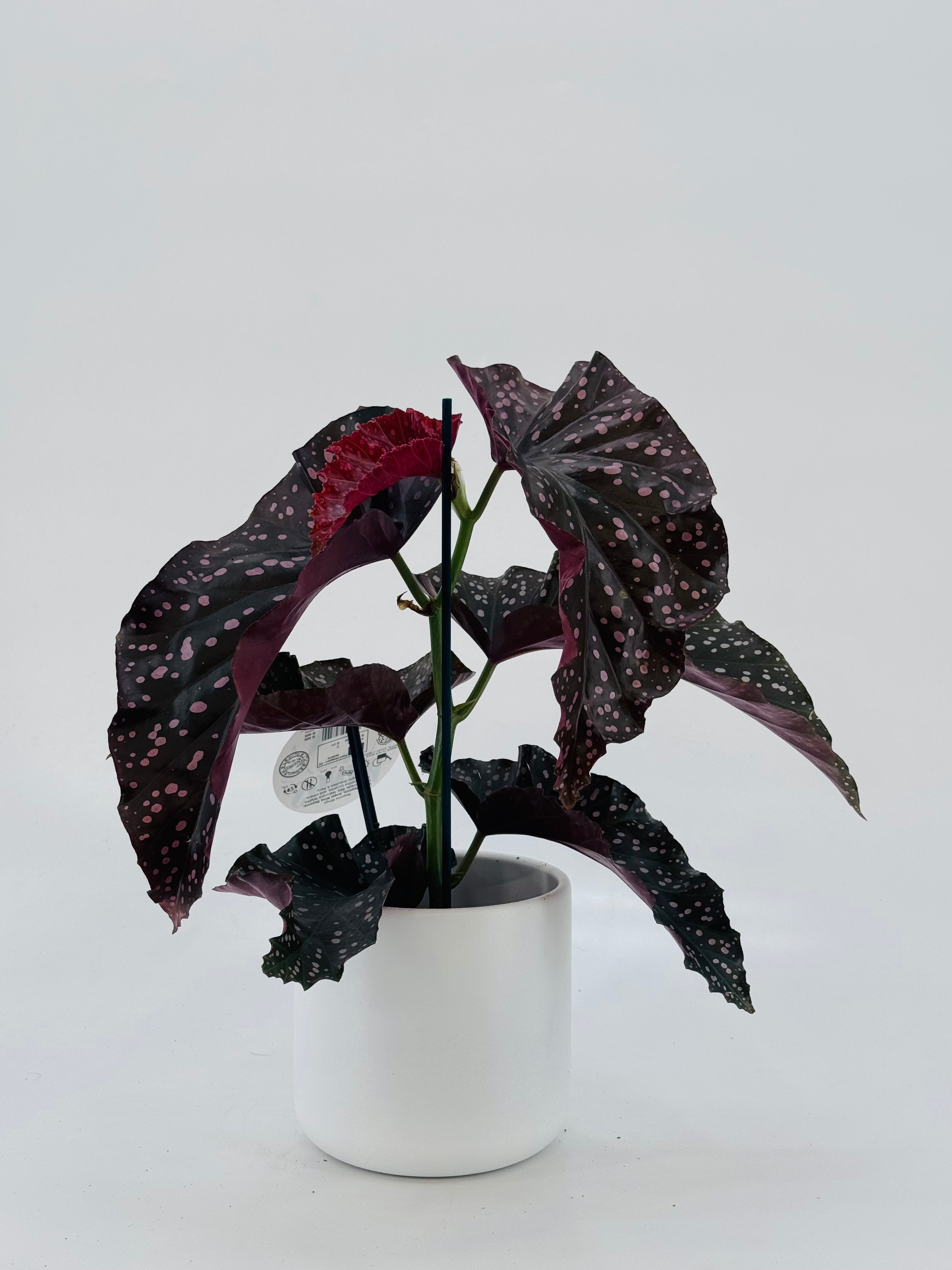 BEGONIA FOLIAGE MACULATA