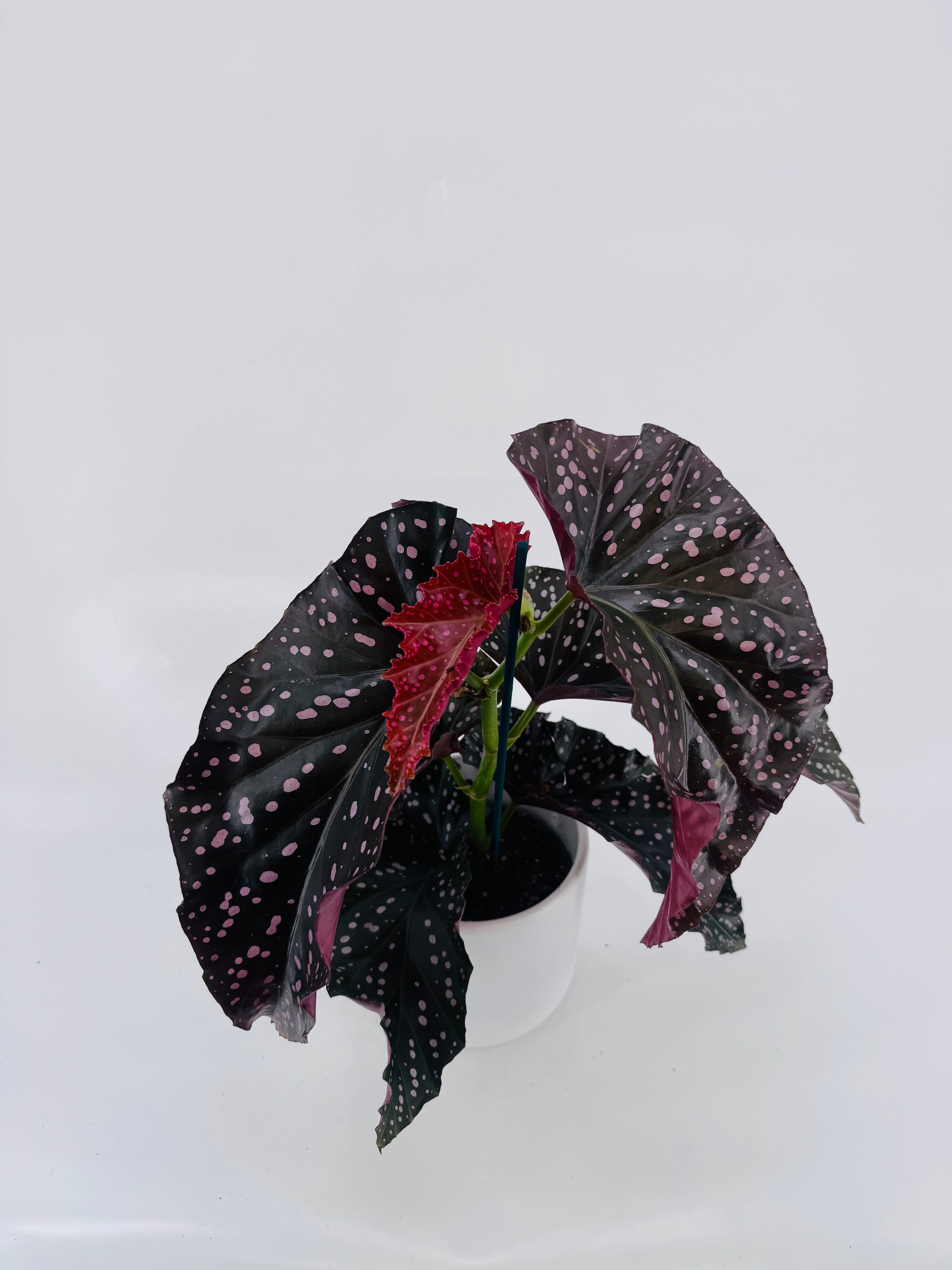 BEGONIA FOLIAGE MACULATA