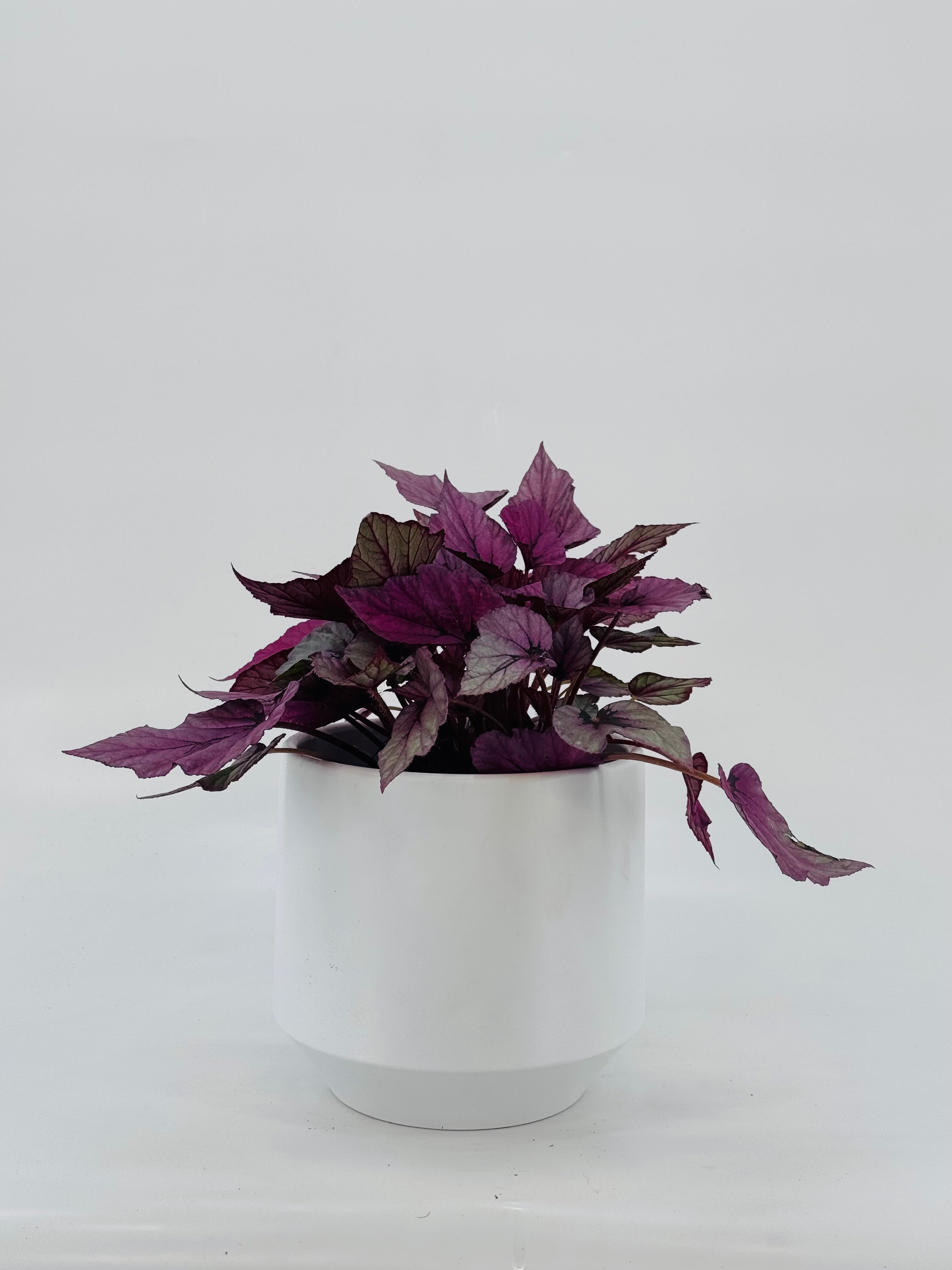 BEGONIA FOLIAGE REX M17