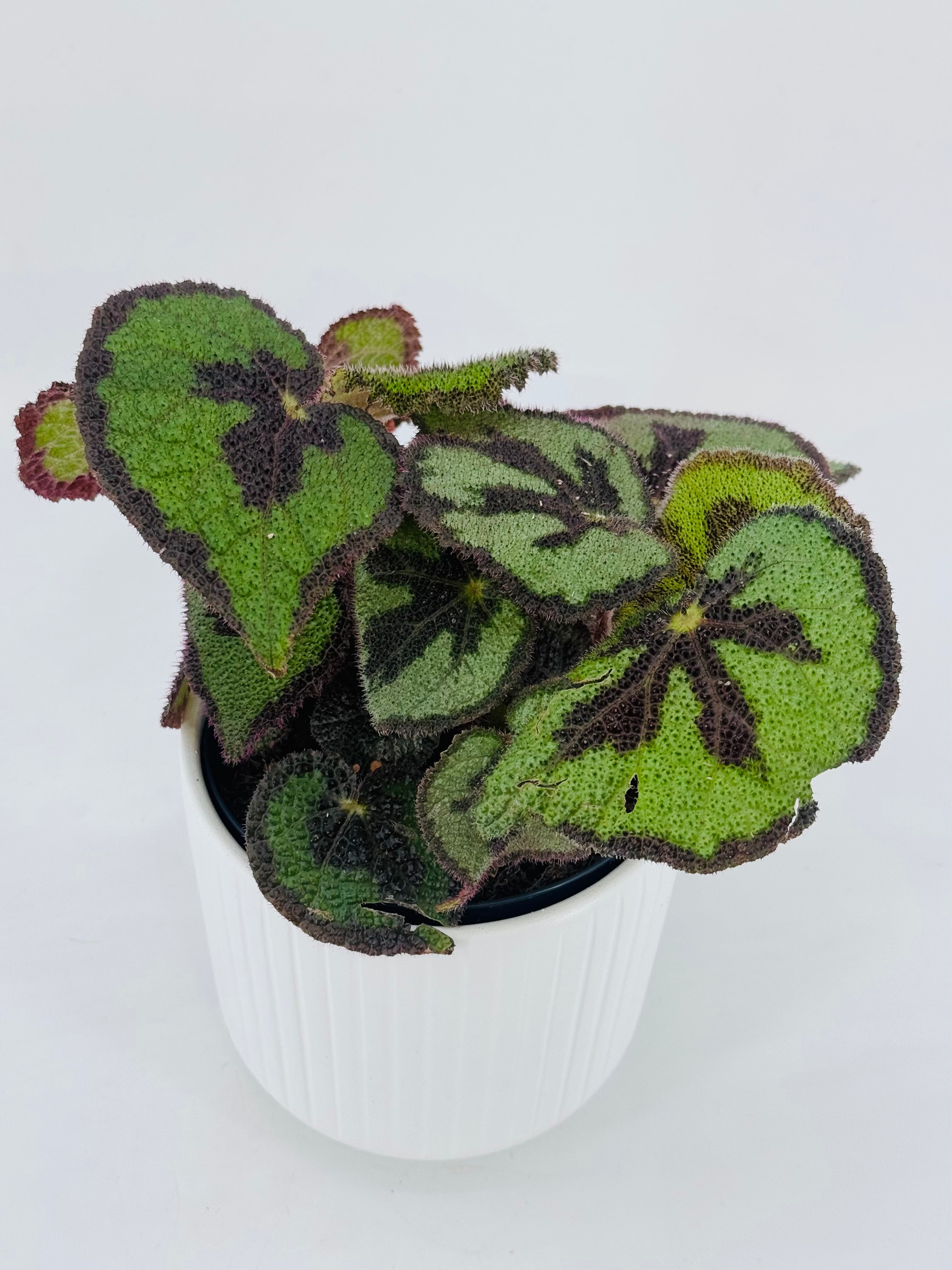 BEGONIA MASONIANA MOUNTAIN