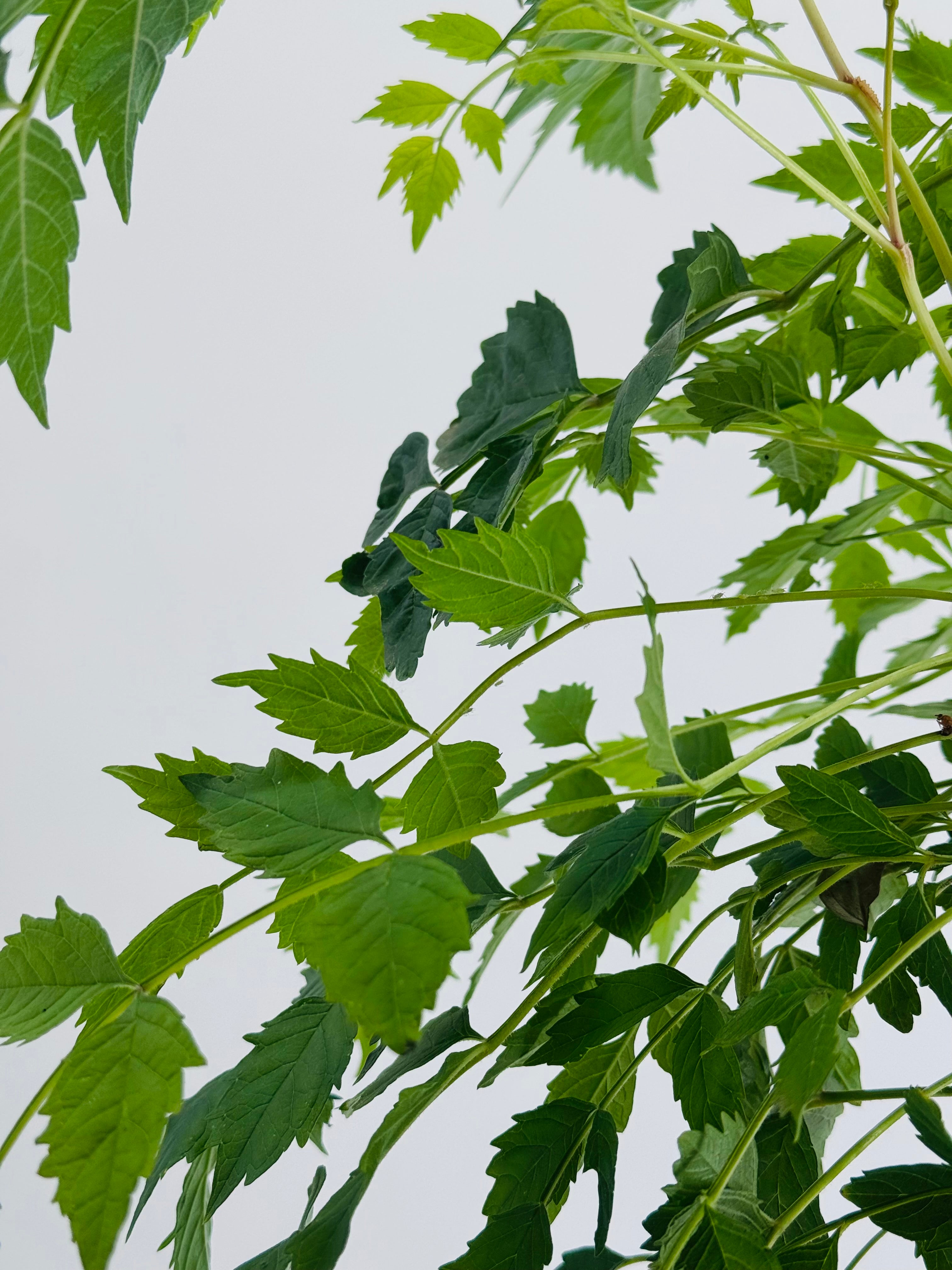 BIGNONIA CAMPSIS RADICANS ROJAC-21