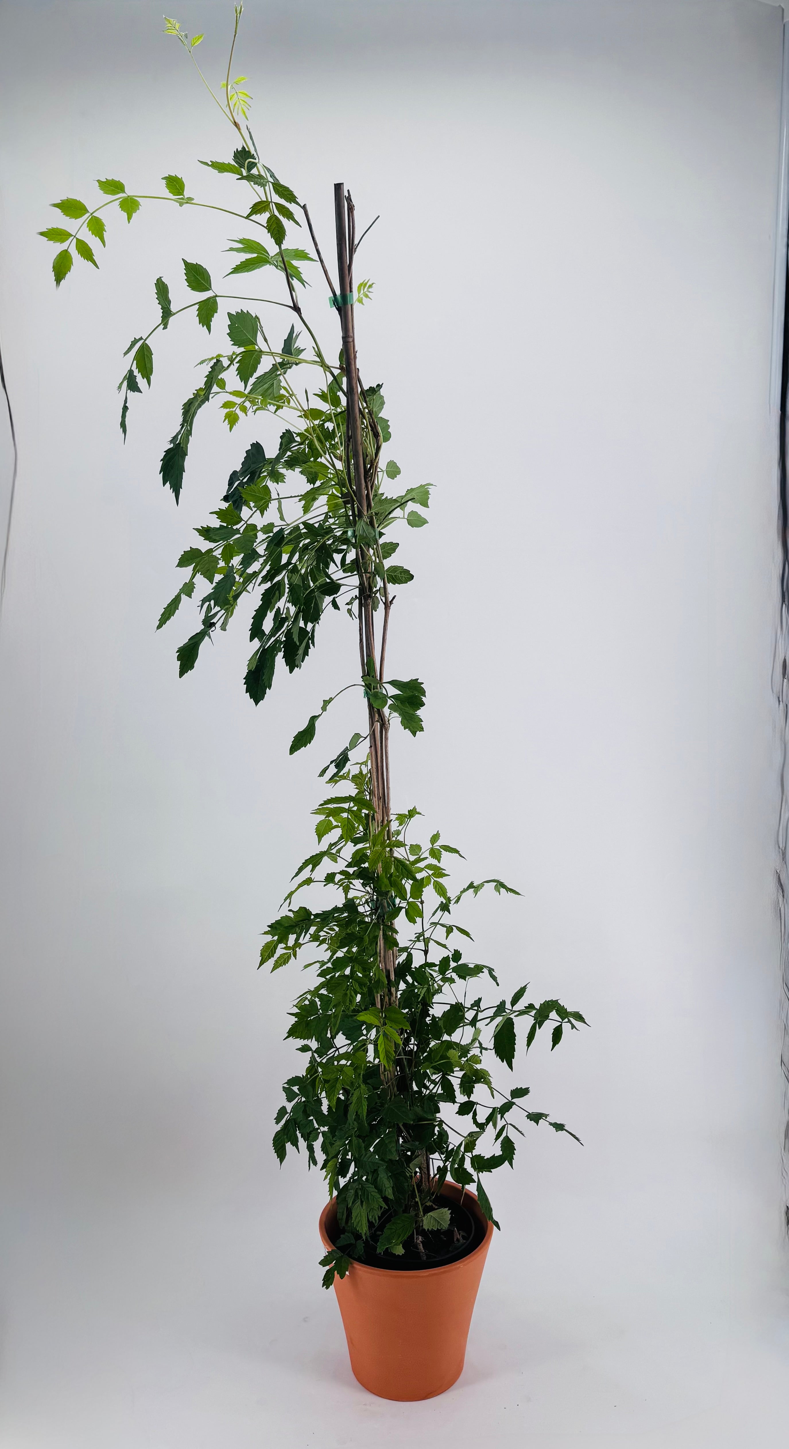 BIGNONIA CAMPSIS RADICANS ROJAC-21