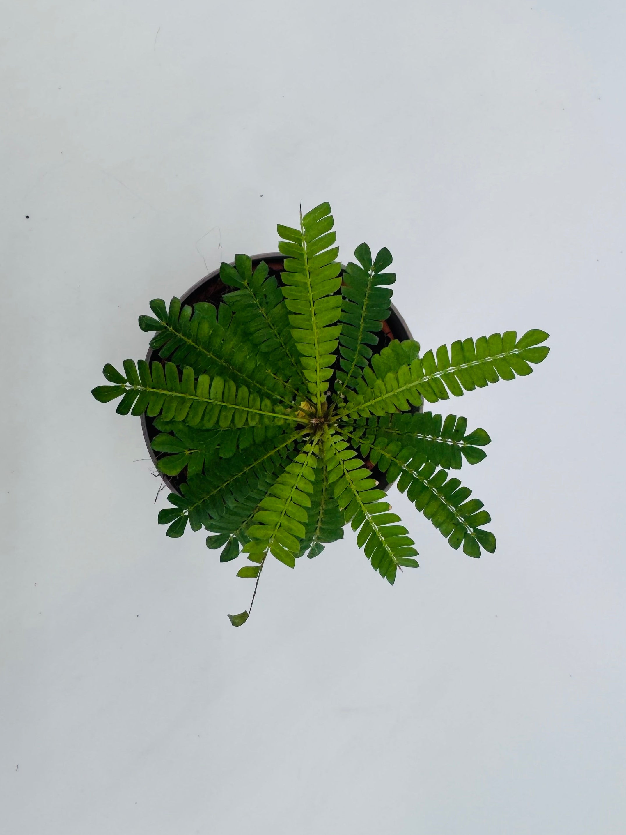 Planta Biophytum sensitivum de hojas verdes pinnadas en maceta pequeña, vista cenital sobre fondo blanco.